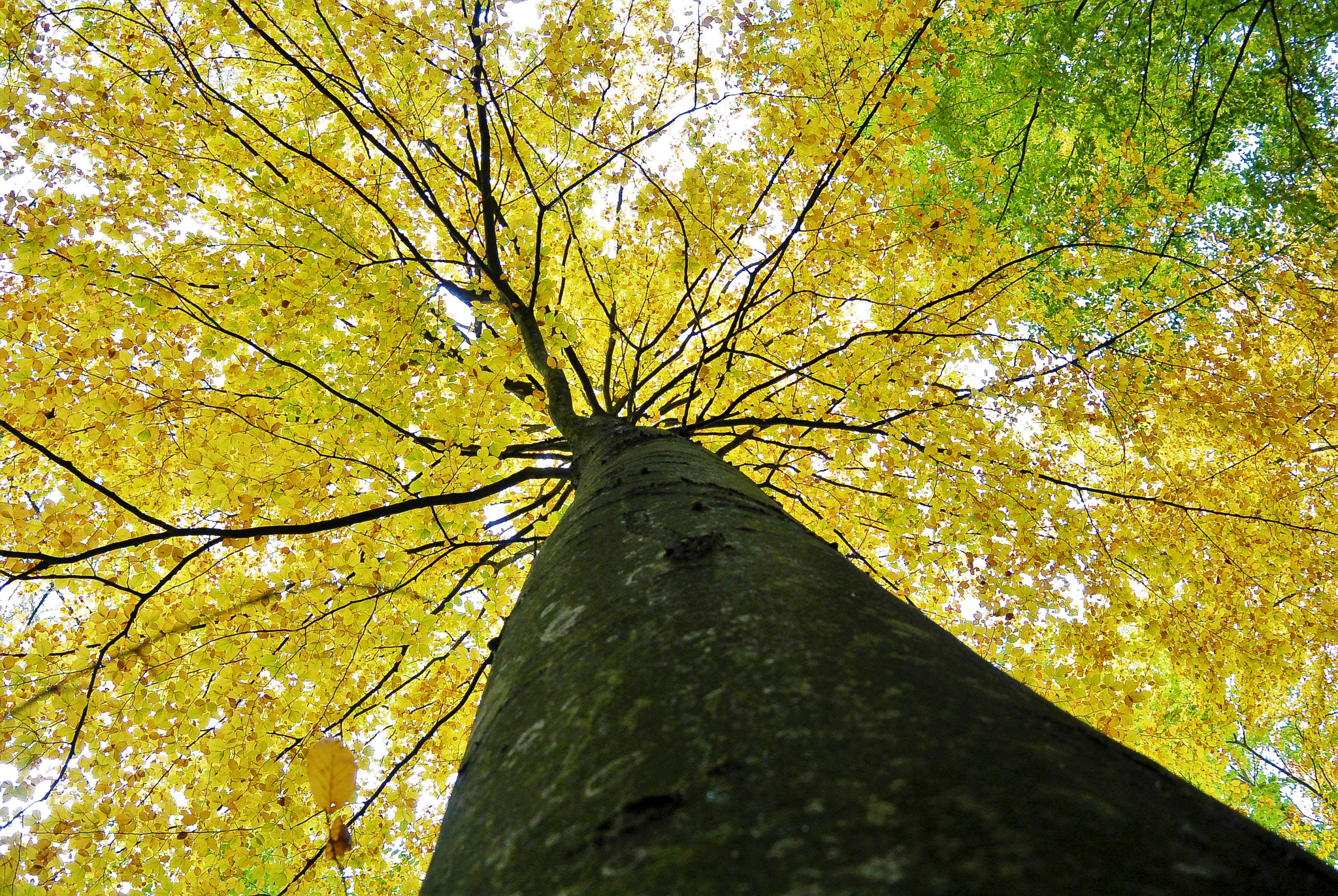 Nikon 1 S1 sample photo. Autumn´s kiss... photography