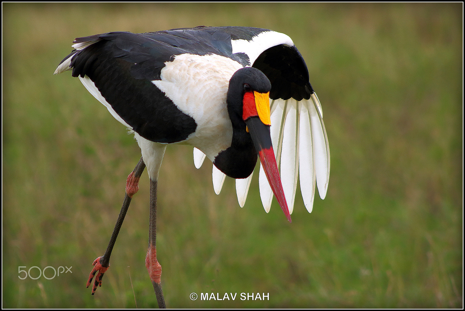 Canon EOS 100D (EOS Rebel SL1 / EOS Kiss X7) + Canon EF 75-300mm f/4-5.6 USM sample photo. Scavaging saddle billed stork photography