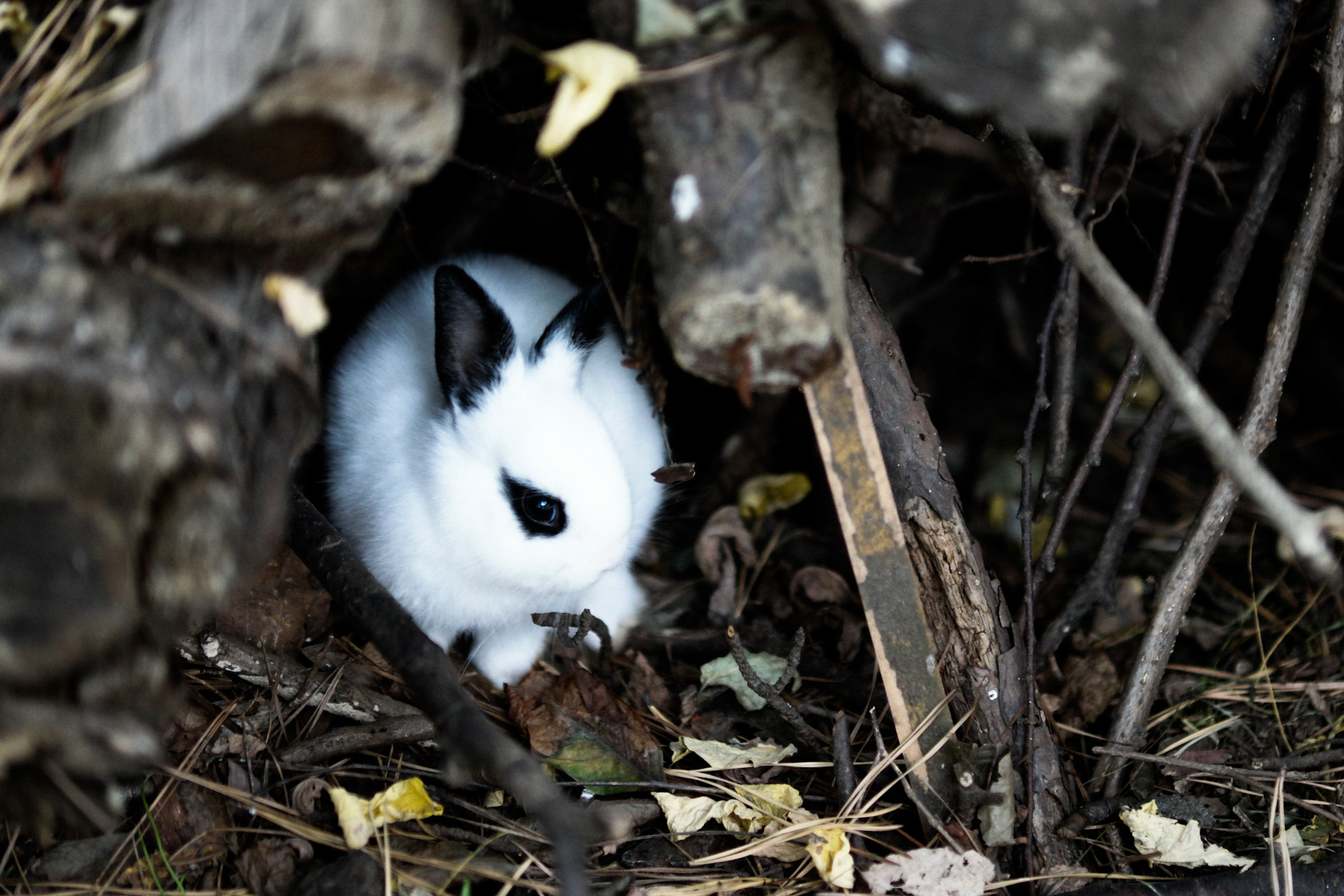 Samsung NX 85mm F1.4 ED SSA sample photo. The mascara rabbit photography