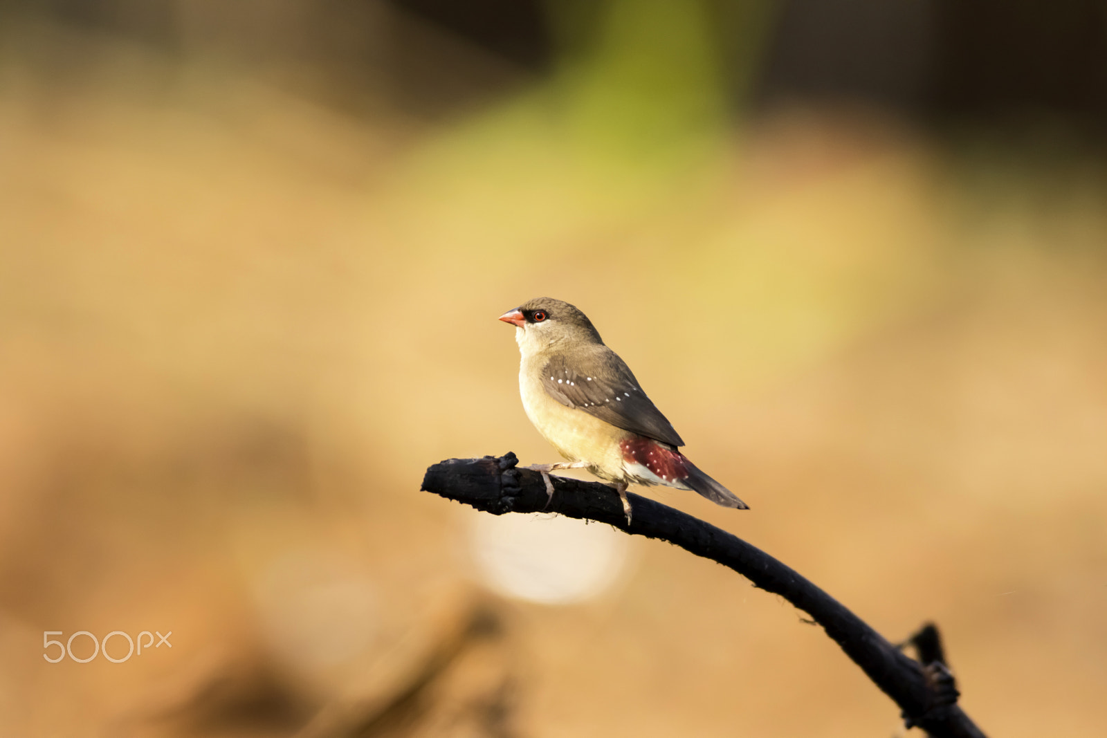Canon EF 600mm f/4L IS sample photo. Red avadavat (female) photography
