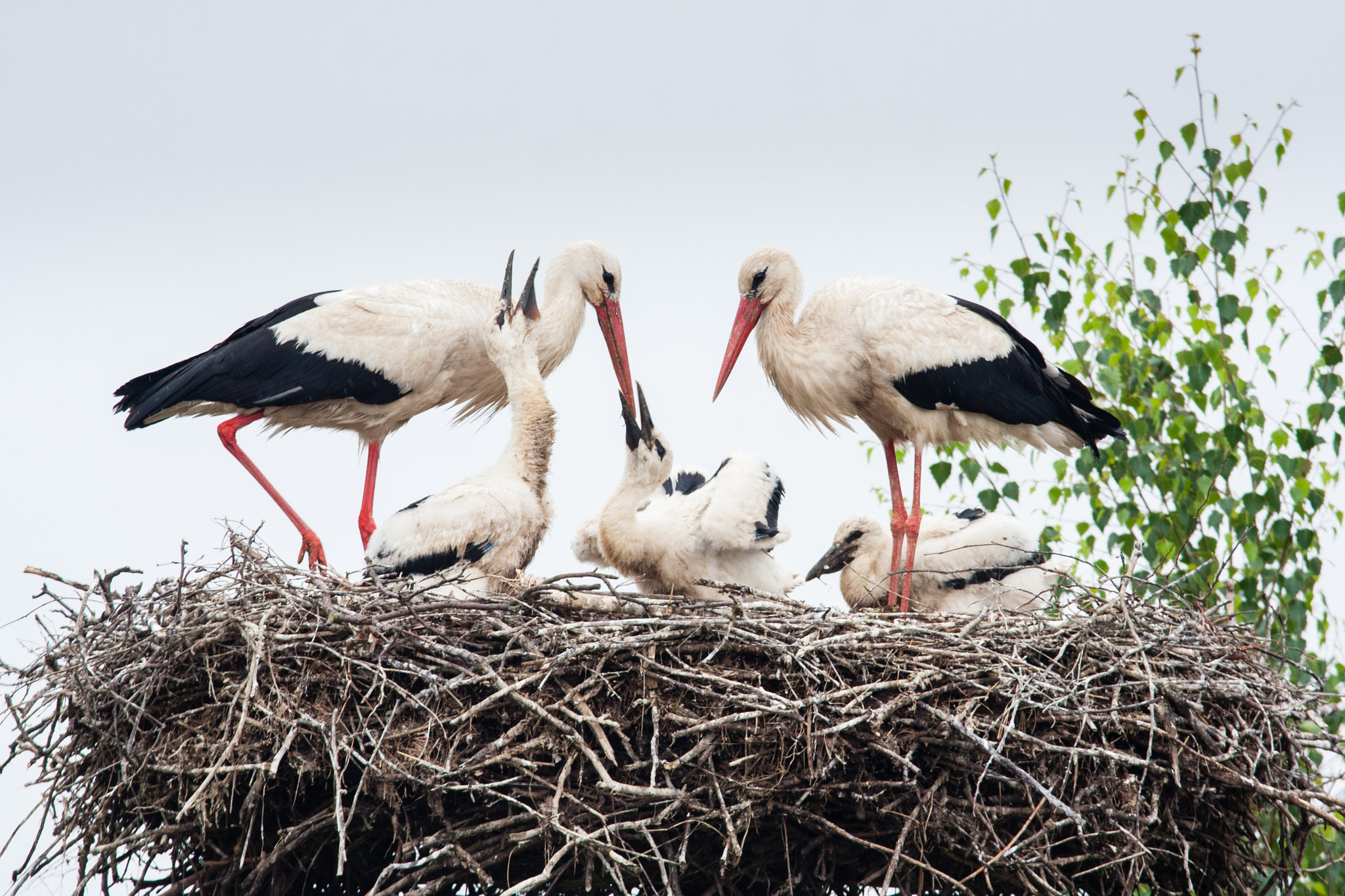 Sigma 100-300mm f/4 sample photo. The white stork family photography