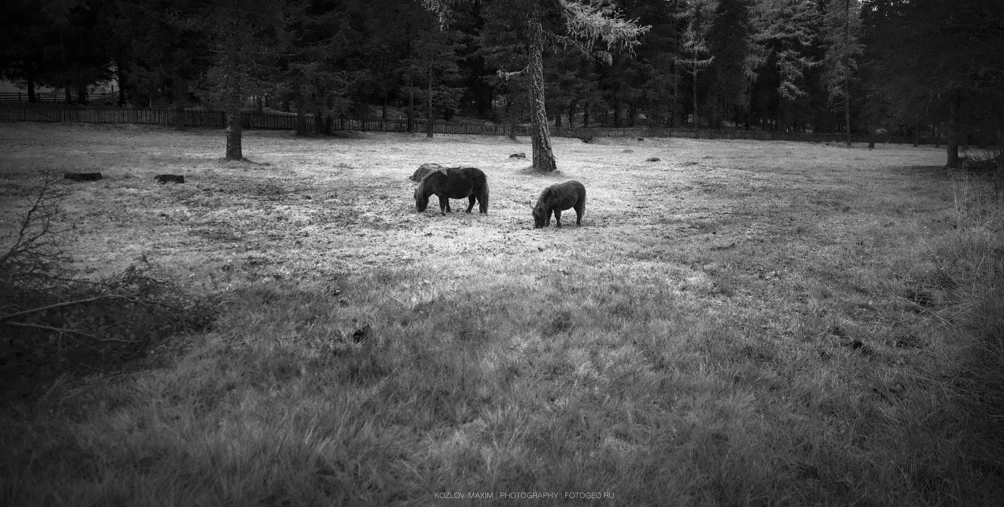 Hasselblad H4D-60 + HCD 28 sample photo. Pony. photography