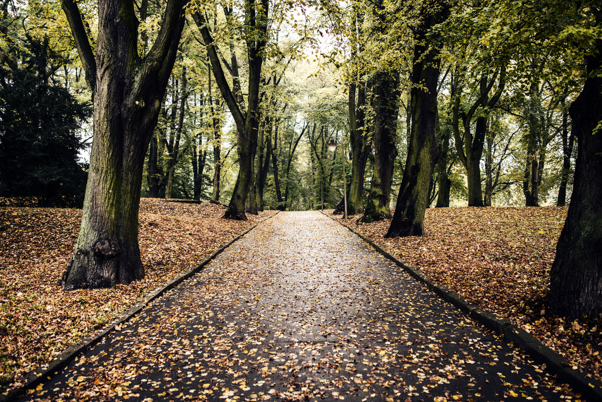 Nikon D800 sample photo. Autumn is coming. photography