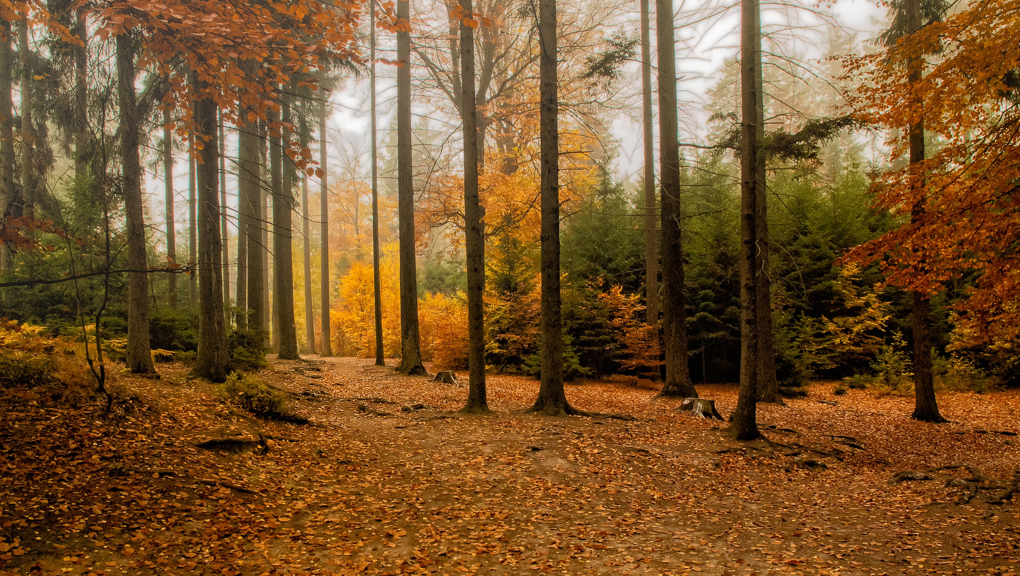 Nikon D3000 sample photo. Autumnal forest photography