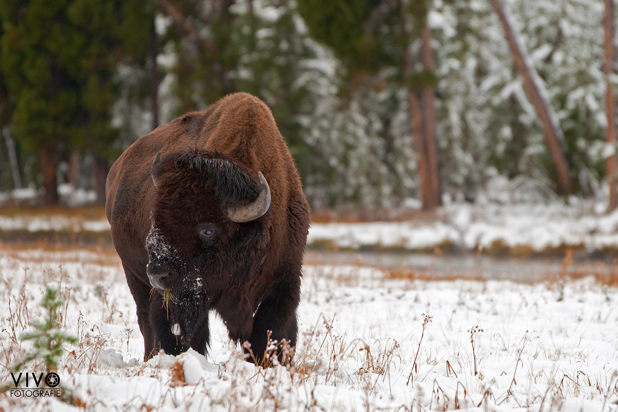 Sony Alpha DSLR-A900 + Sony 70-400mm F4-5.6 G SSM sample photo. Bison in the snow photography