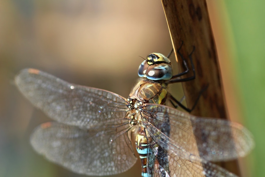 Sigma 105mm F2.8 EX DG Macro sample photo. Colored eyes photography