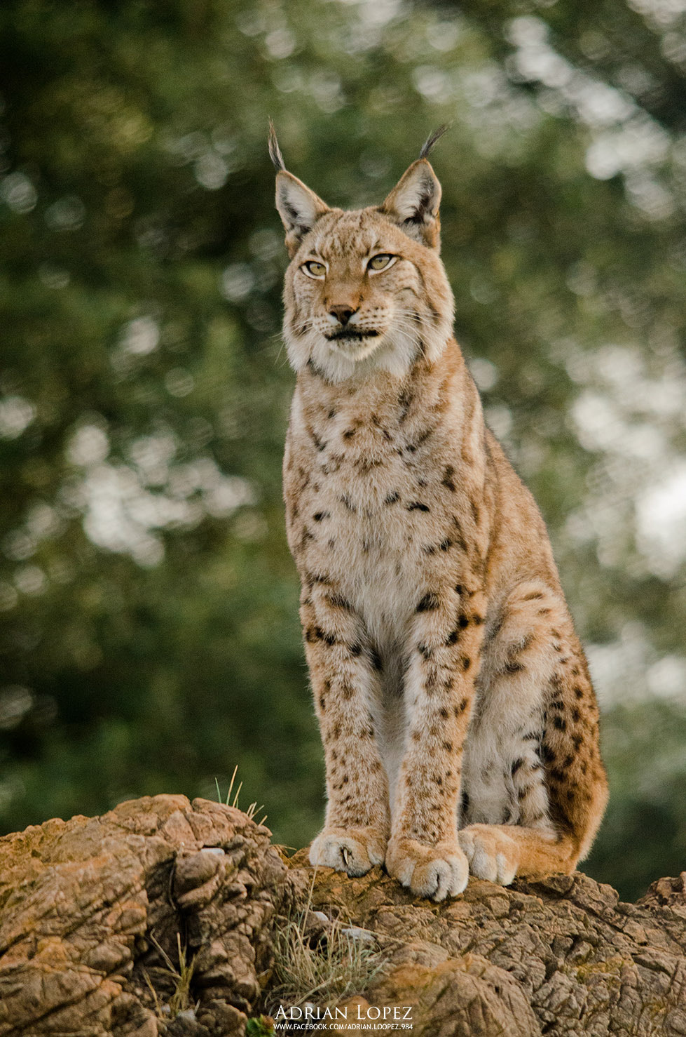 Sigma 150-500mm F5-6.3 DG OS HSM sample photo. Lince photography