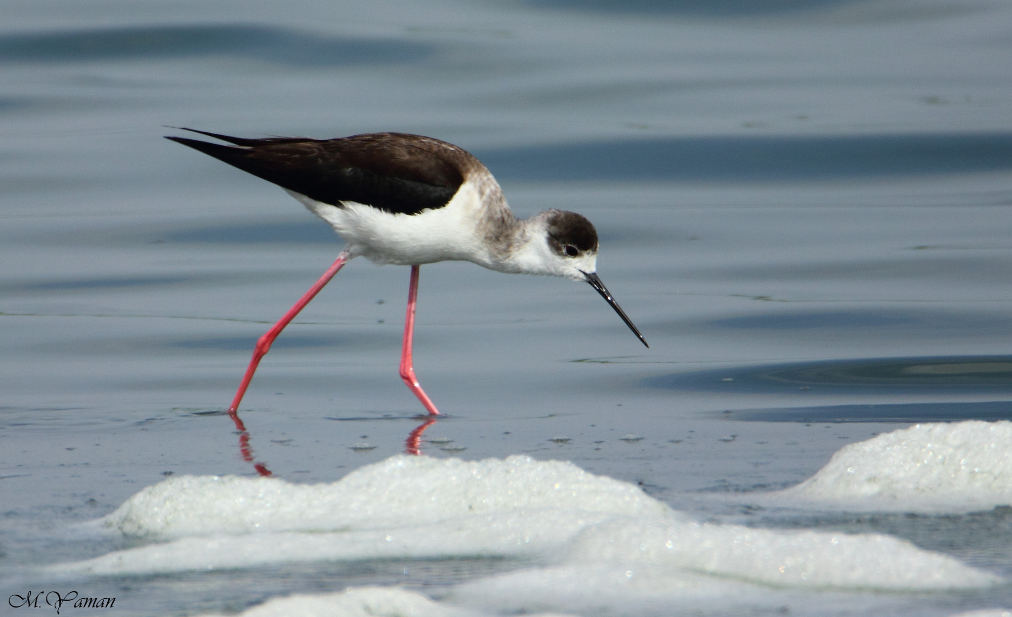 Tamron SP 150-600mm F5-6.3 Di VC USD sample photo. Uzunbacak » black-winged stilt photography