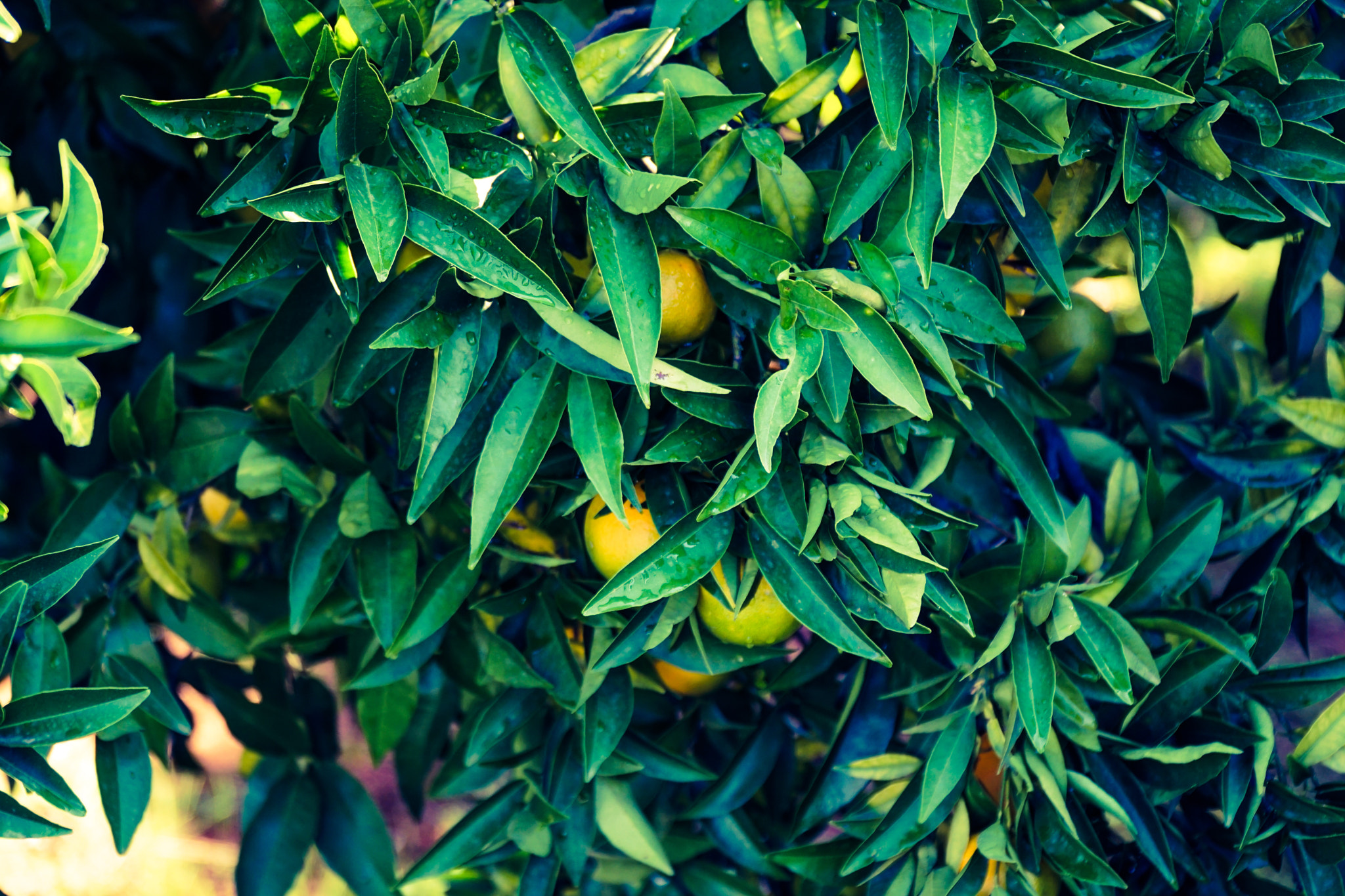 Sony a6000 + Sony E PZ 18-105mm F4 G OSS sample photo