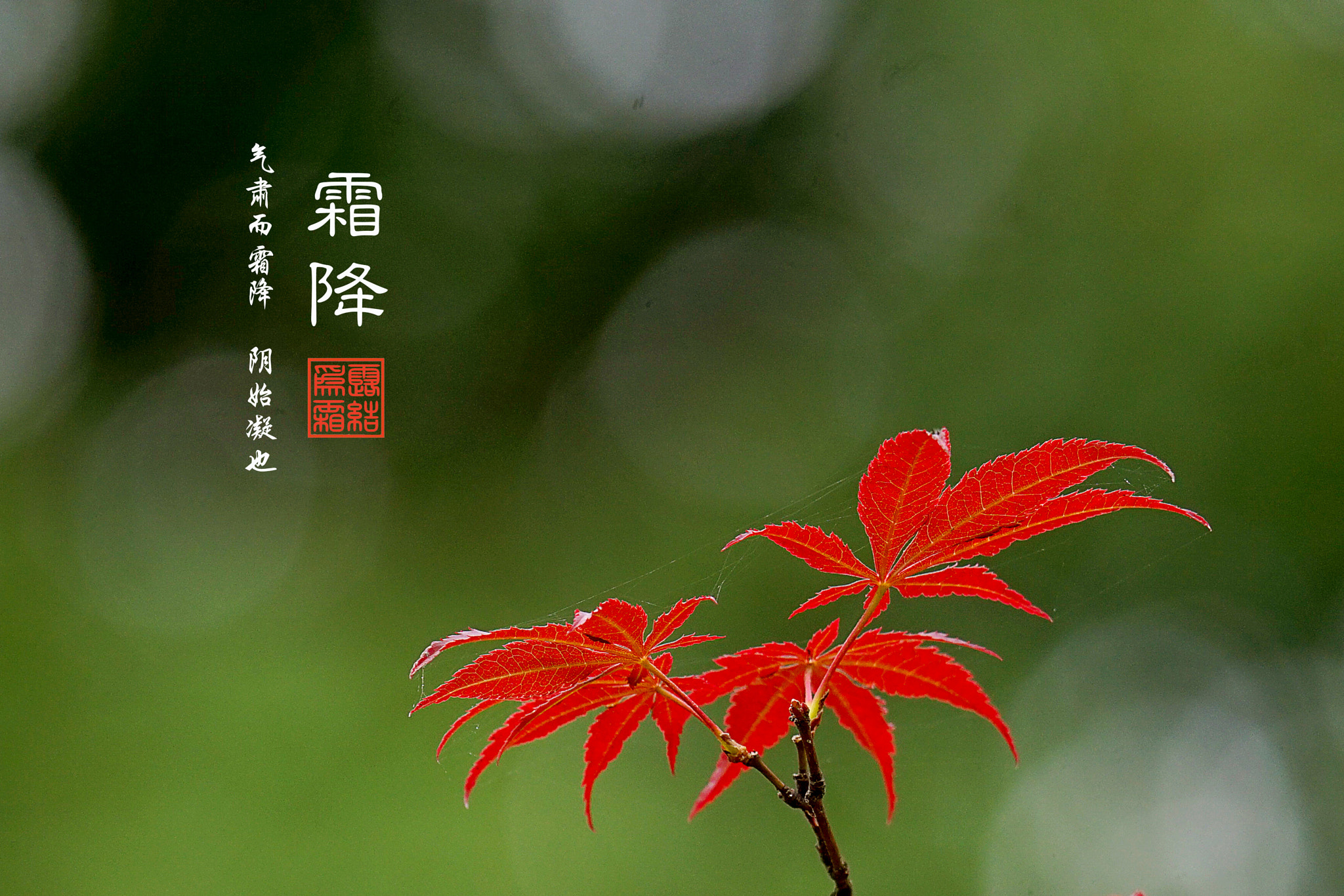 Sony 70-400mm F4-5.6 G SSM II sample photo. 霜降: 气肃而霜降 阴始凝也 photography
