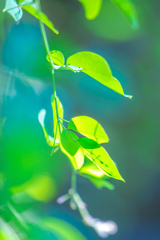 Canon EF 180mm F3.5L Macro USM sample photo. Leaf photography