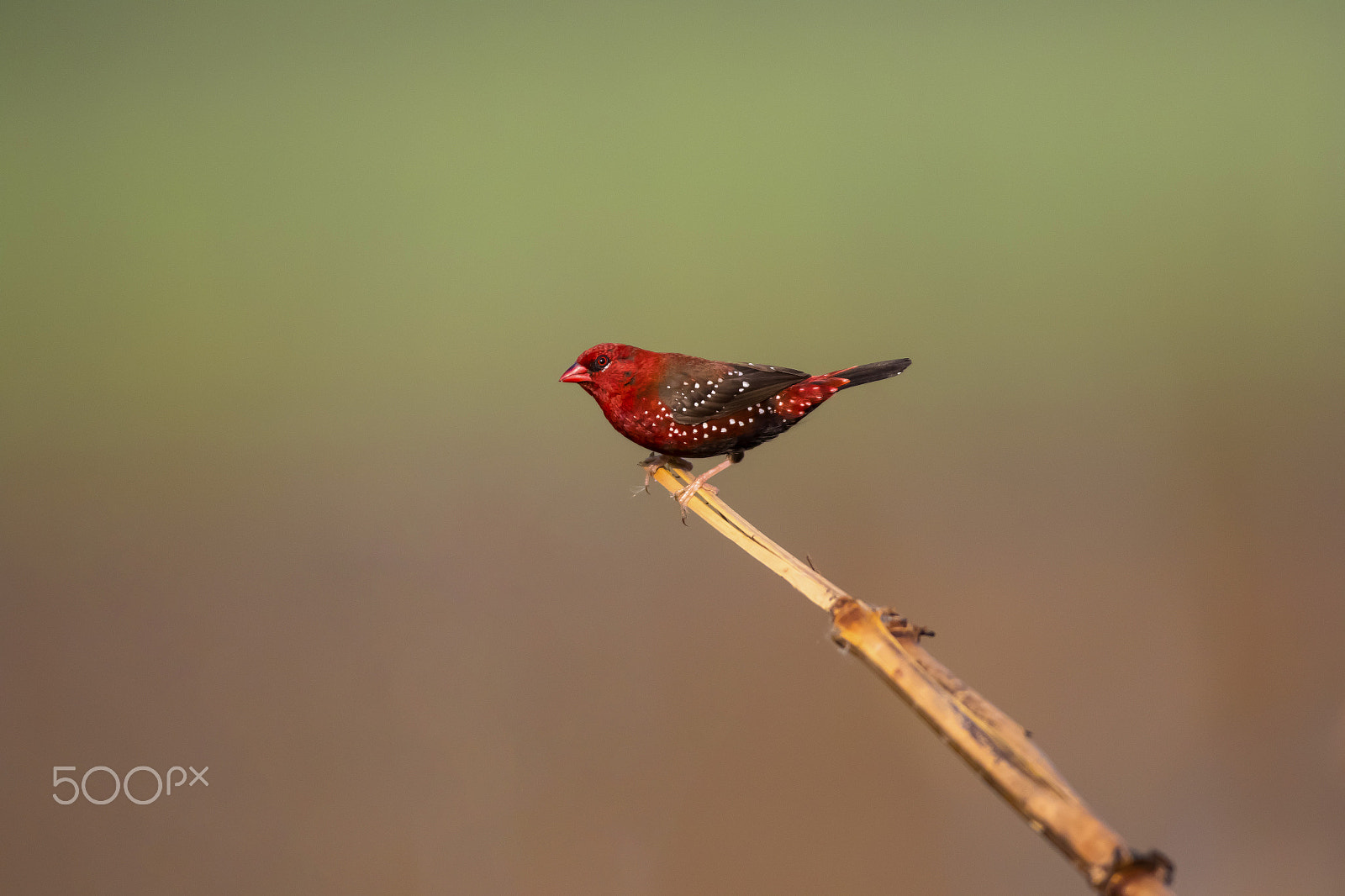 Canon EF 600mm f/4L IS sample photo. Red avadavat (male) photography