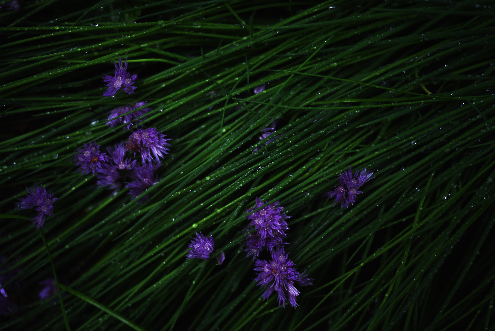 ZEISS Milvus 50mm F1.4 sample photo. Purple flowers photography