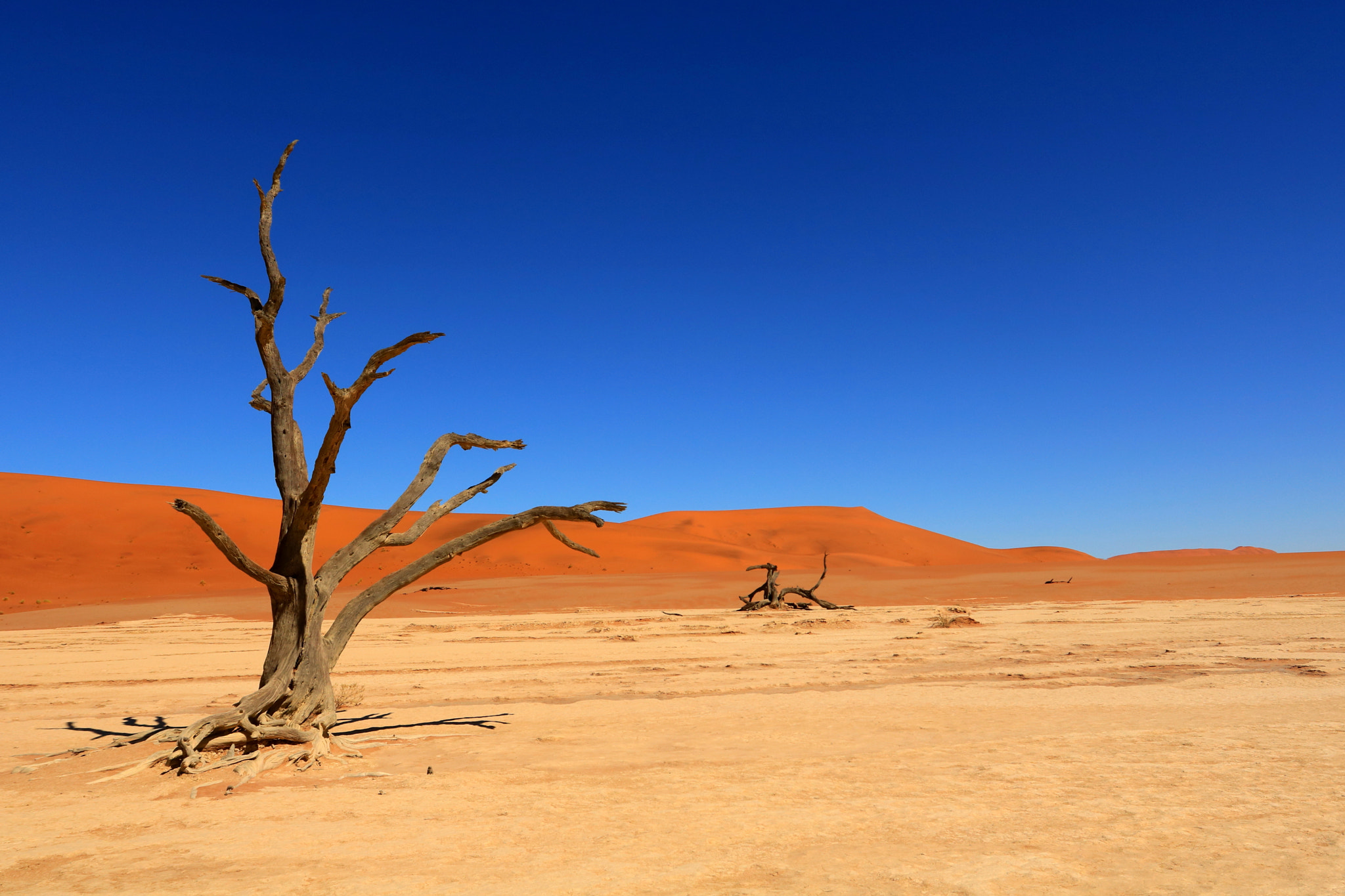 Canon EOS 760D (EOS Rebel T6s / EOS 8000D) + Canon EF 17-40mm F4L USM sample photo. Dead lake namib photography