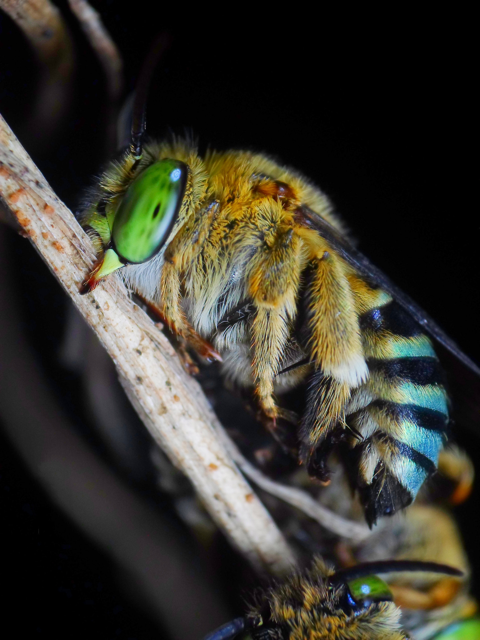 Samsung ES95 sample photo. Blue banded bee photography