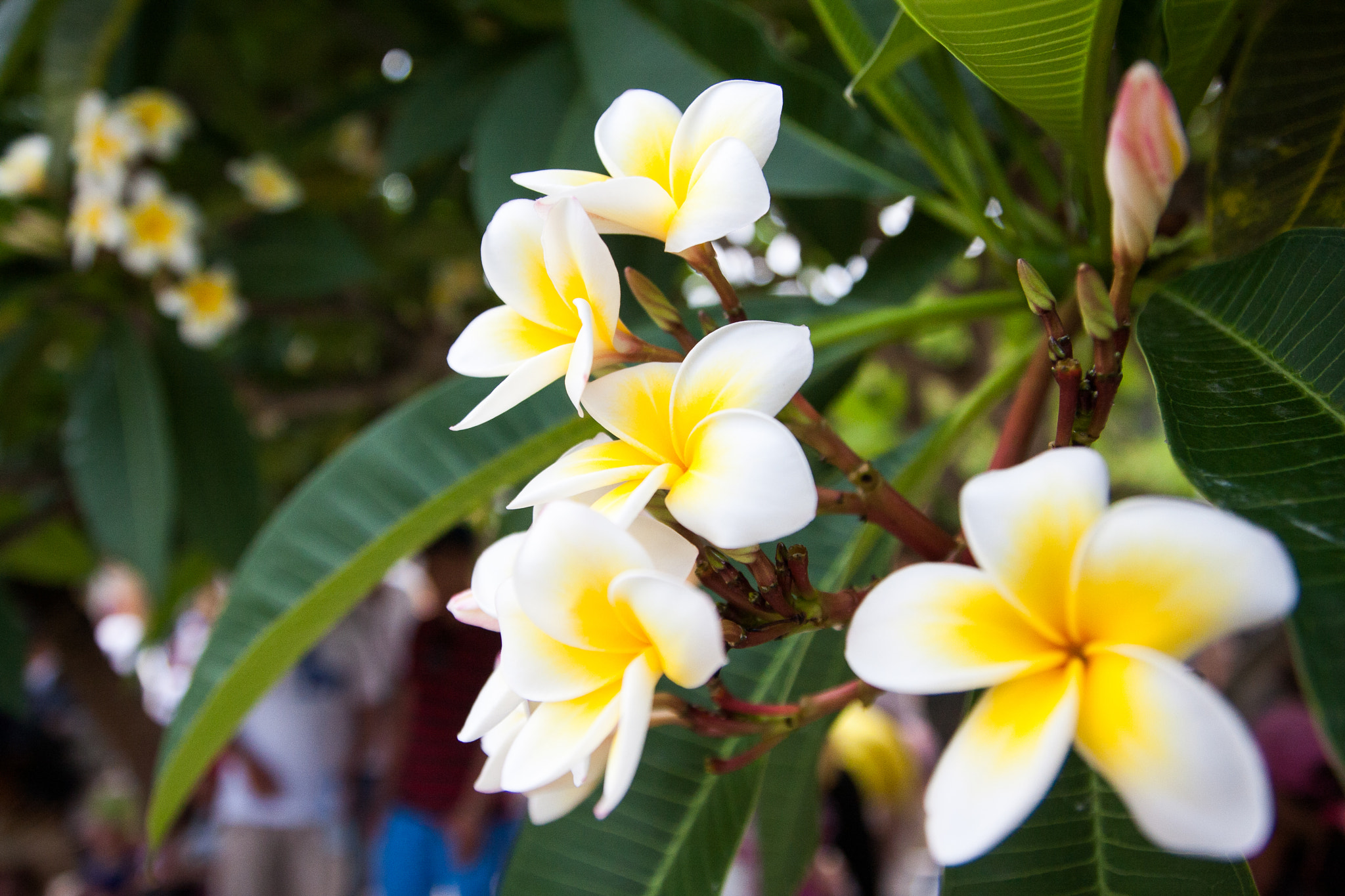 Canon EOS 40D sample photo. White and yellows photography