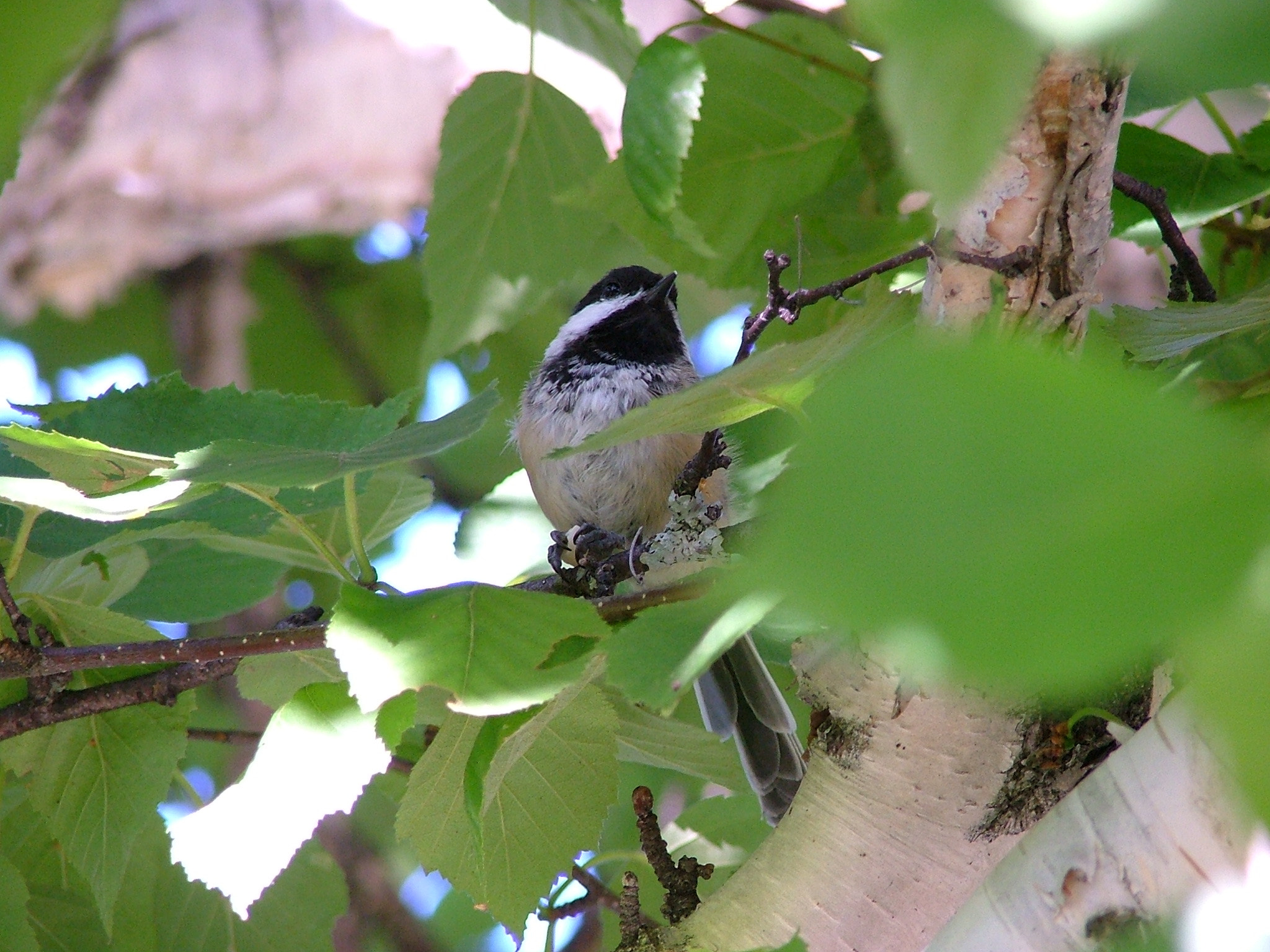 Fujifilm FinePix S5000 sample photo. Nature photography