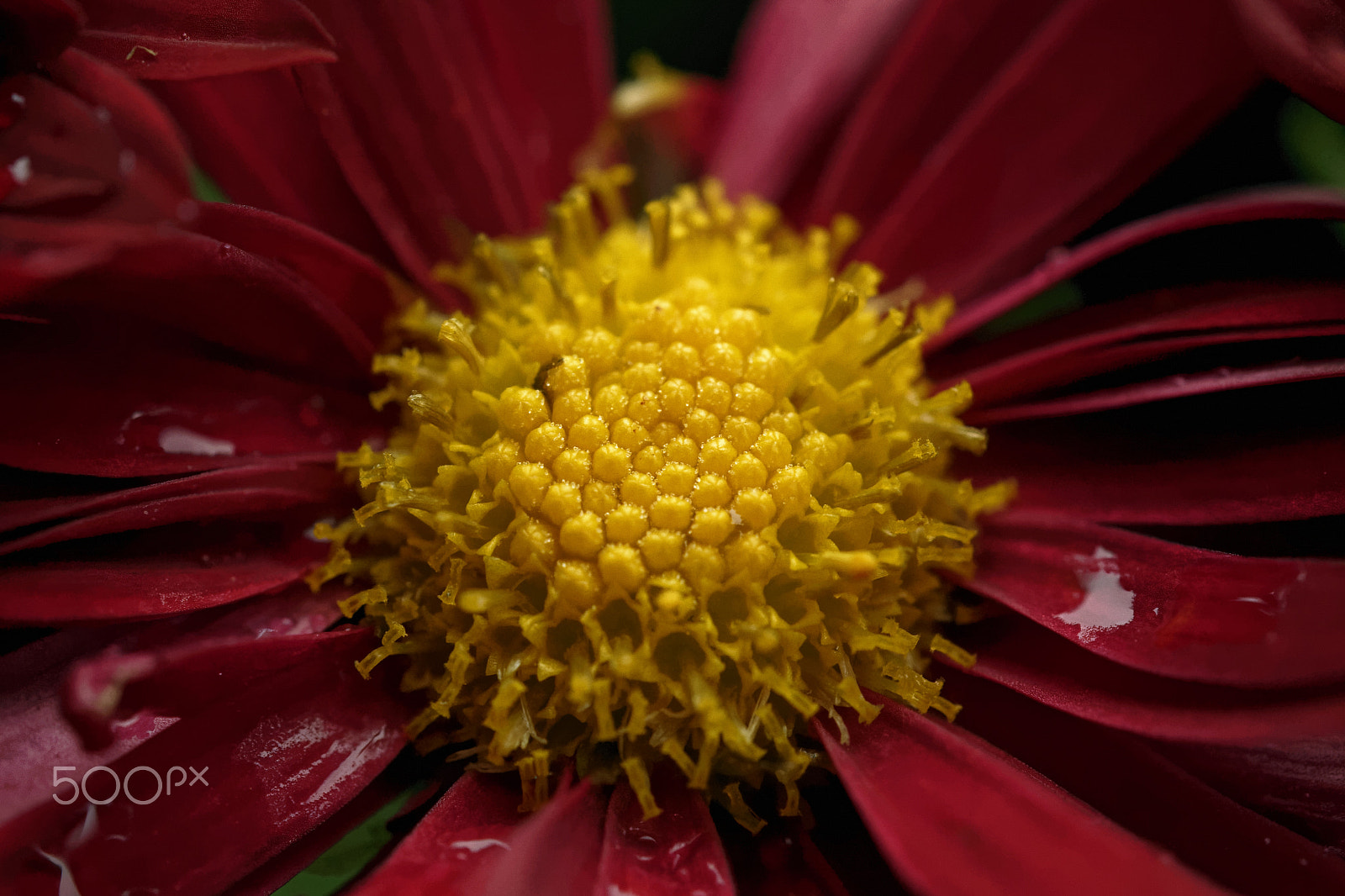 Nikon AF-S Micro-Nikkor 60mm F2.8G ED sample photo