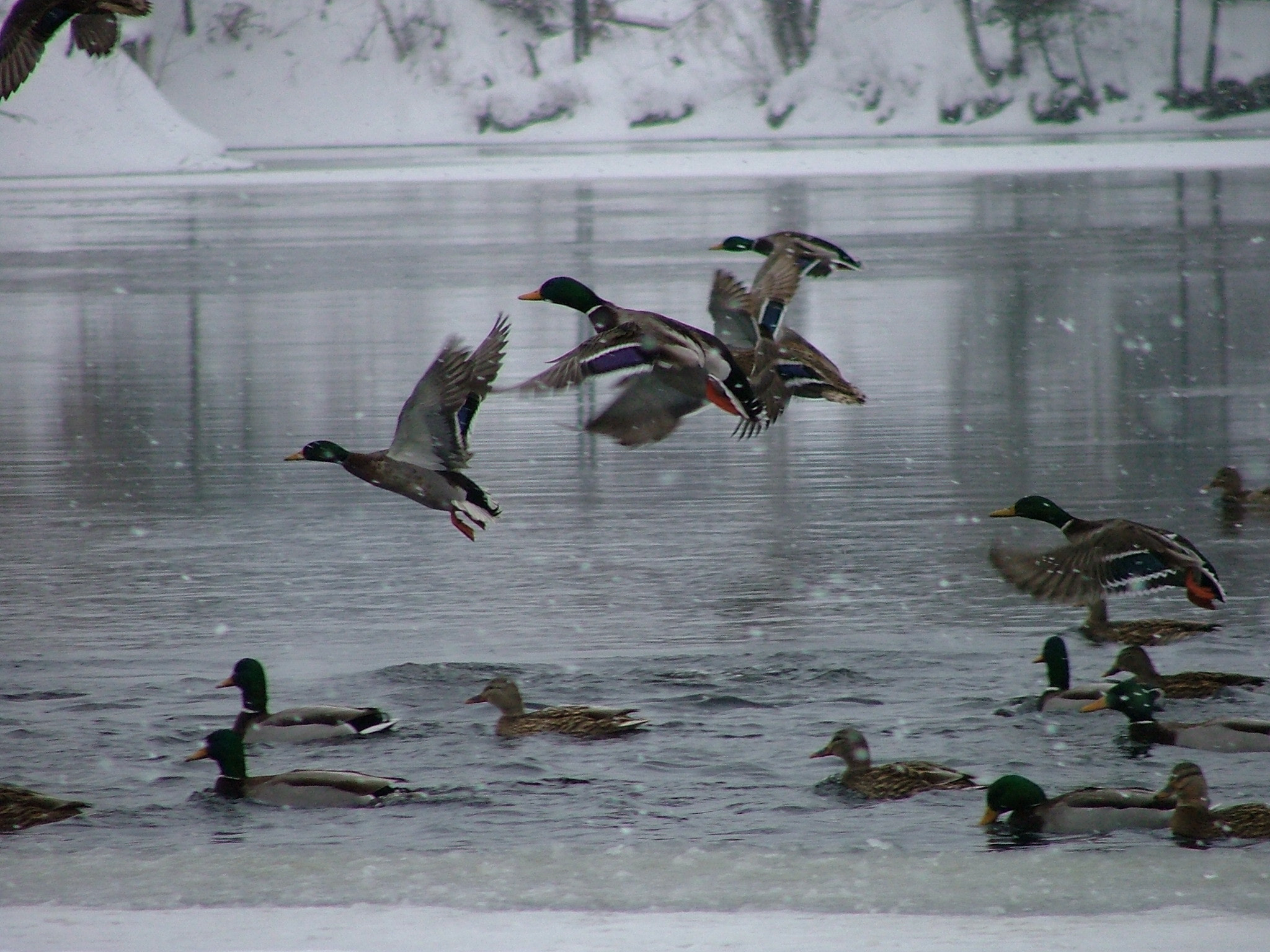 Fujifilm FinePix S5000 sample photo. Nature photography