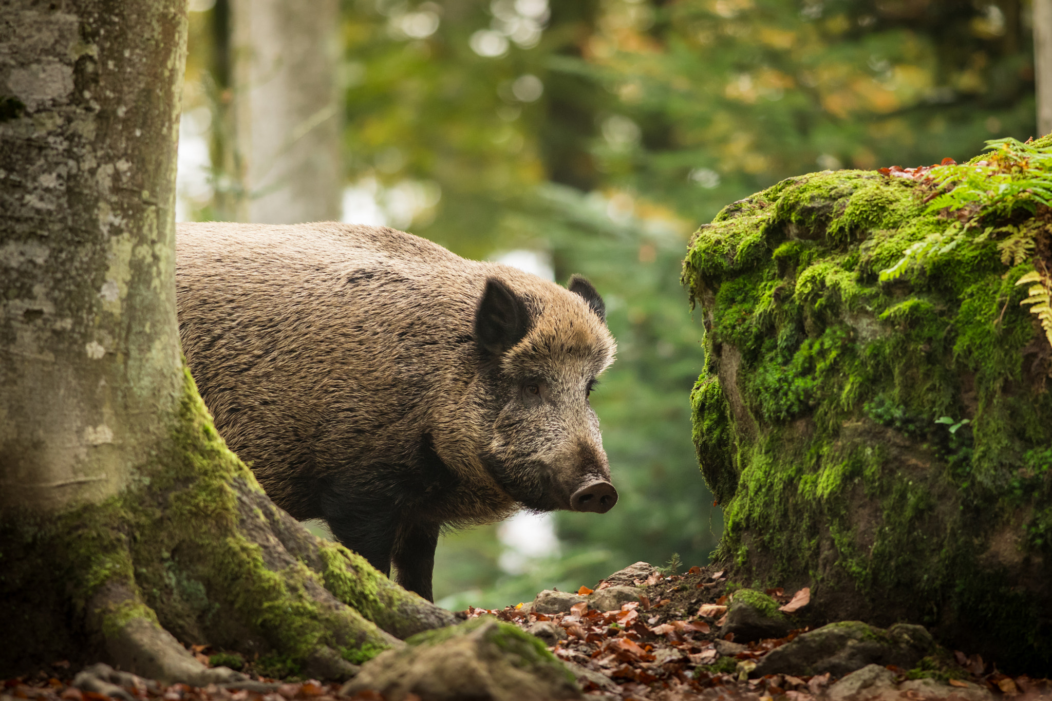 Nikon D500 + Nikon AF-S Nikkor 300mm F4D ED-IF sample photo. Behind beech photography