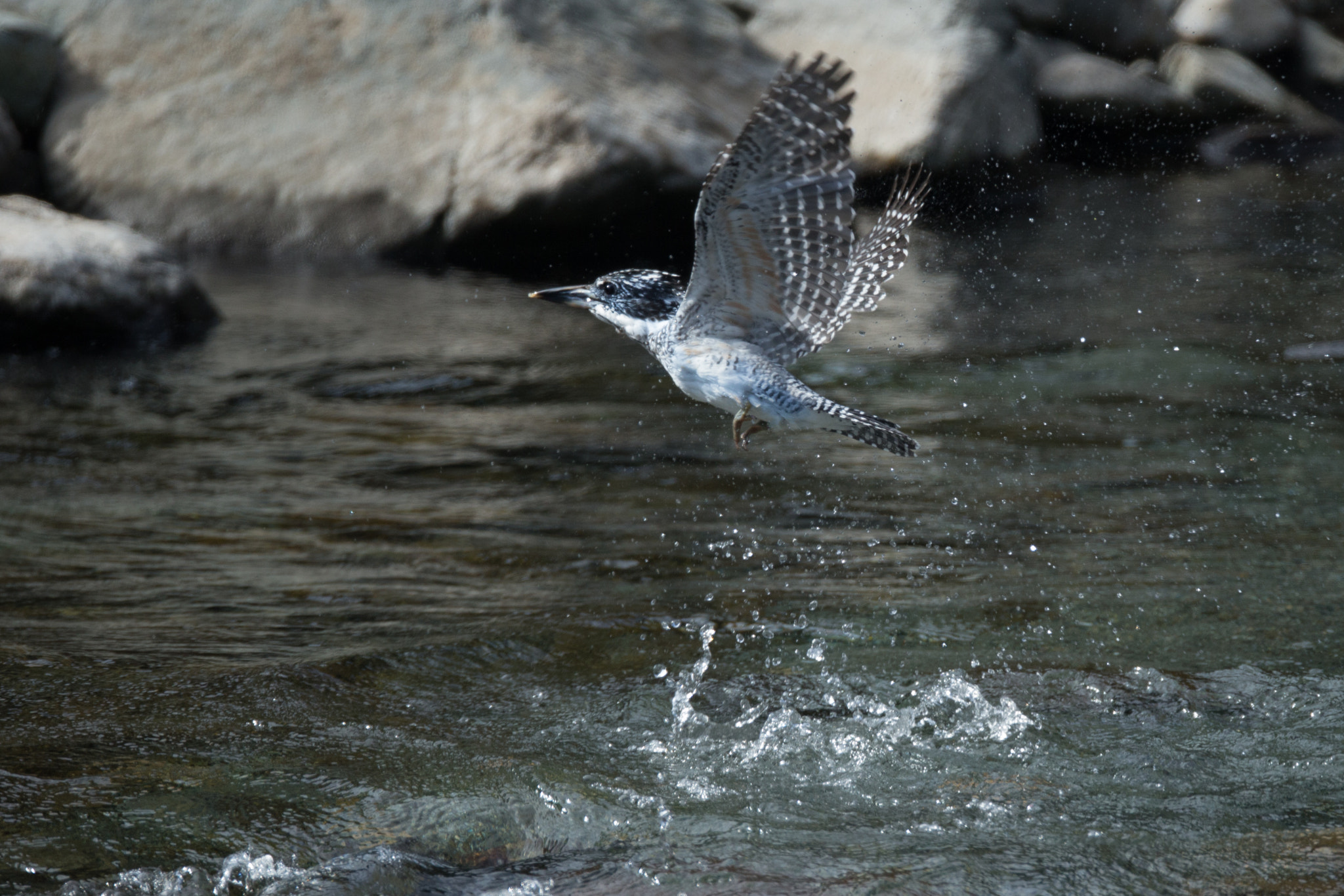 Canon EF 800mm F5.6L IS USM sample photo. ヤマセミ photography