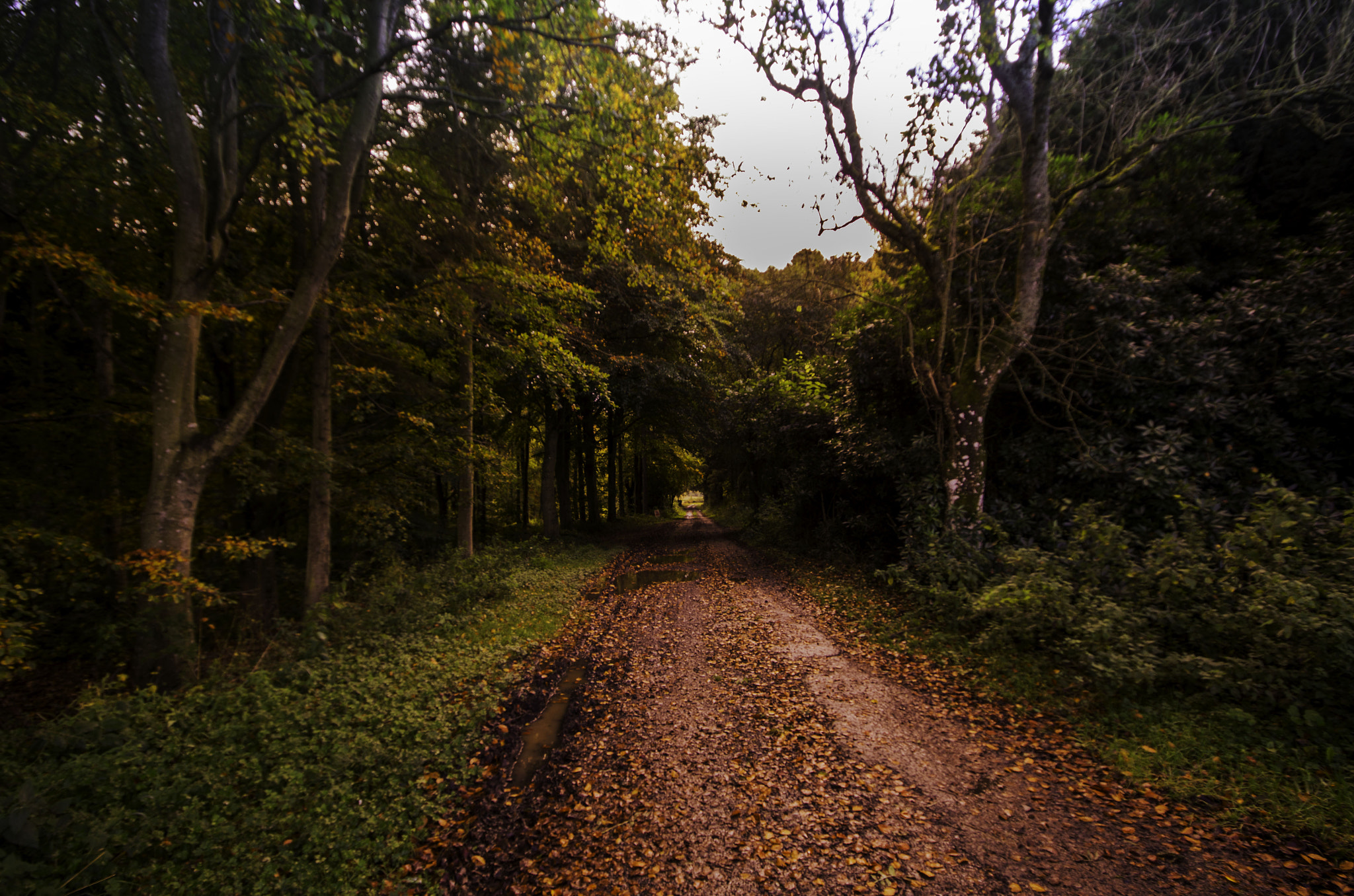 Pentax K-30 + Sigma AF 10-20mm F4-5.6 EX DC sample photo. Autumn track photography