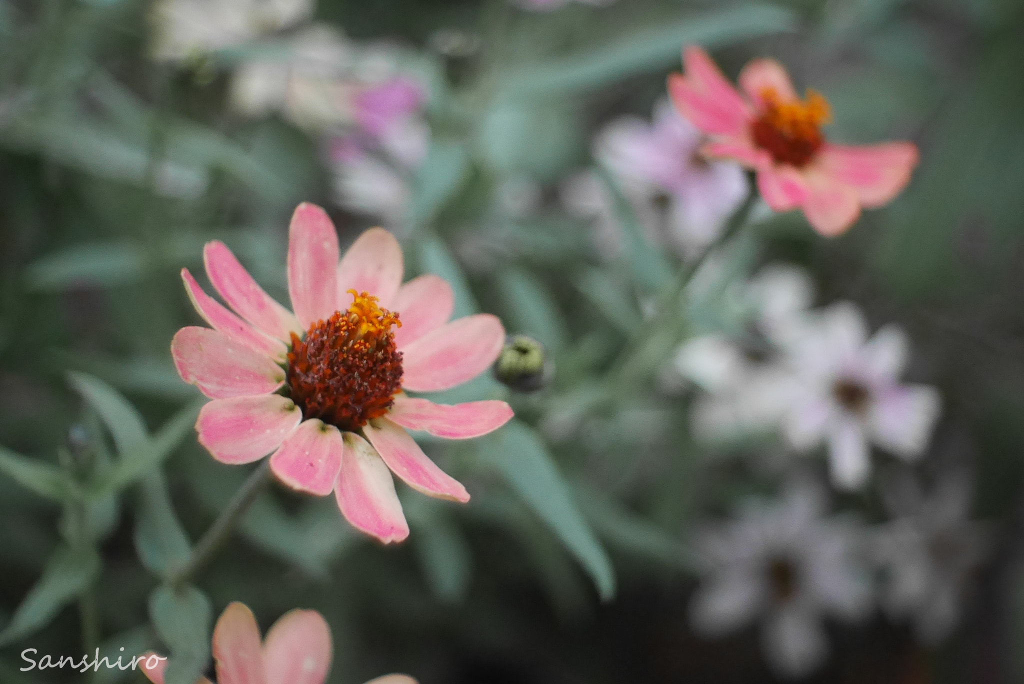 Panasonic Lumix DMC-GX7 sample photo. Untitled photography