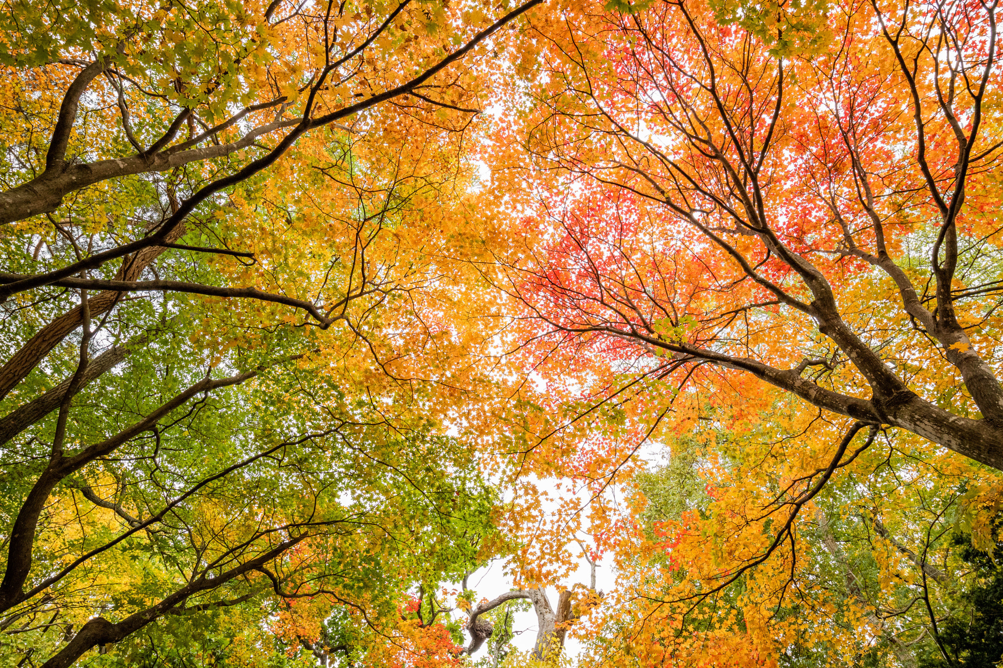 Canon EOS M3 + Canon EF-M 11-22mm F4-5.6 IS STM sample photo. Colorful autumn photography