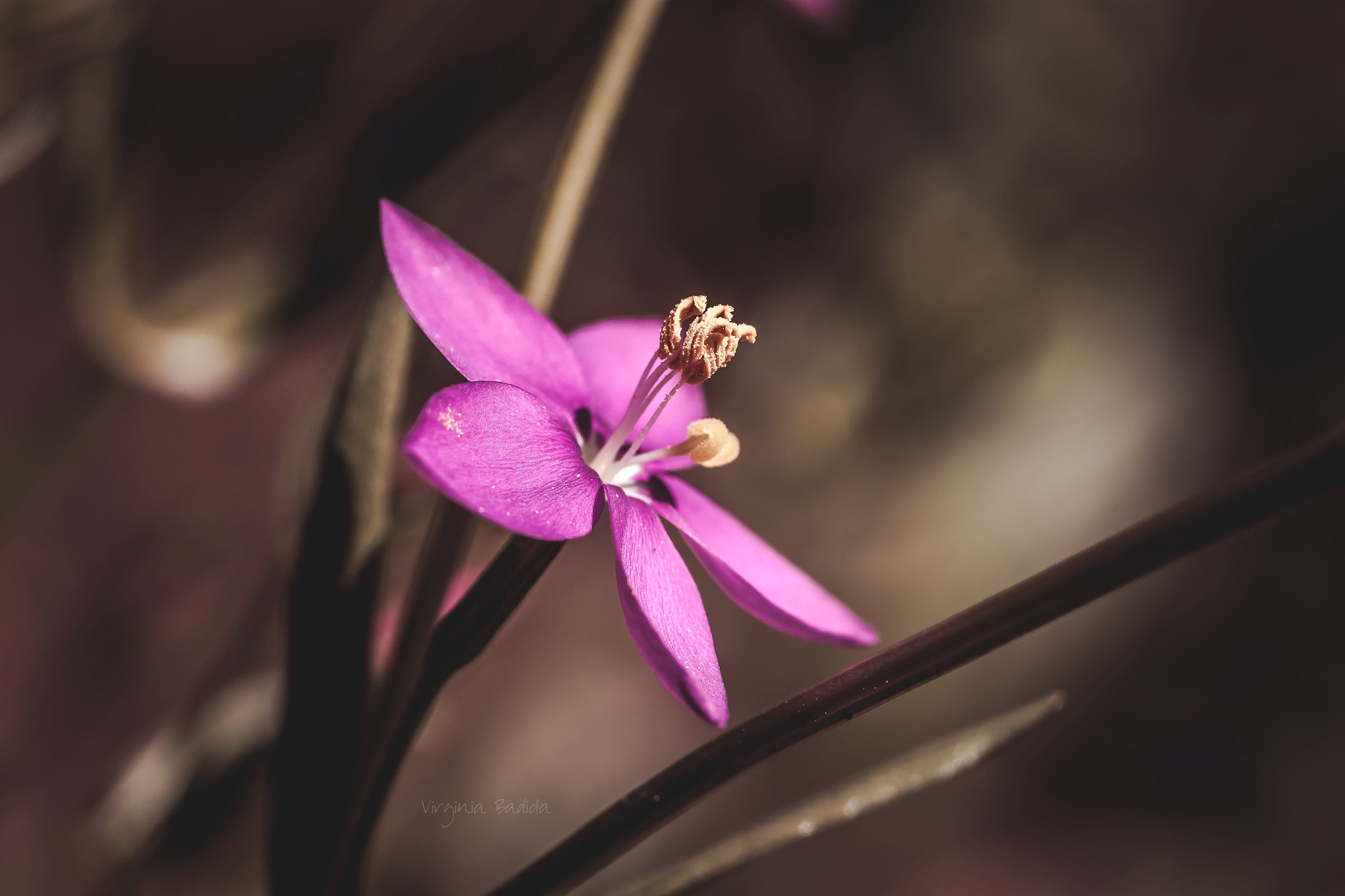 Canon EF-S 60mm F2.8 Macro USM sample photo. *** photography