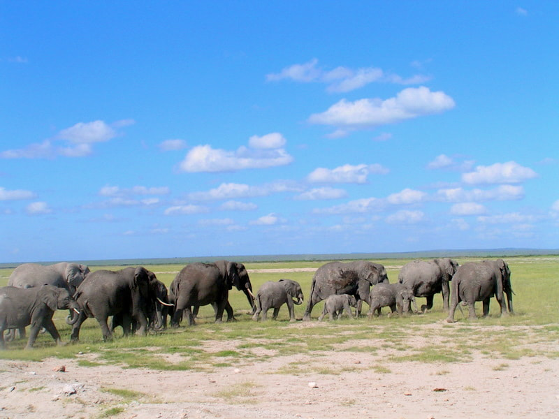 KONICA MINOLTA DiMAGE Z1 sample photo. Kénya-parc d'amboseli - eléphantes et petits photography