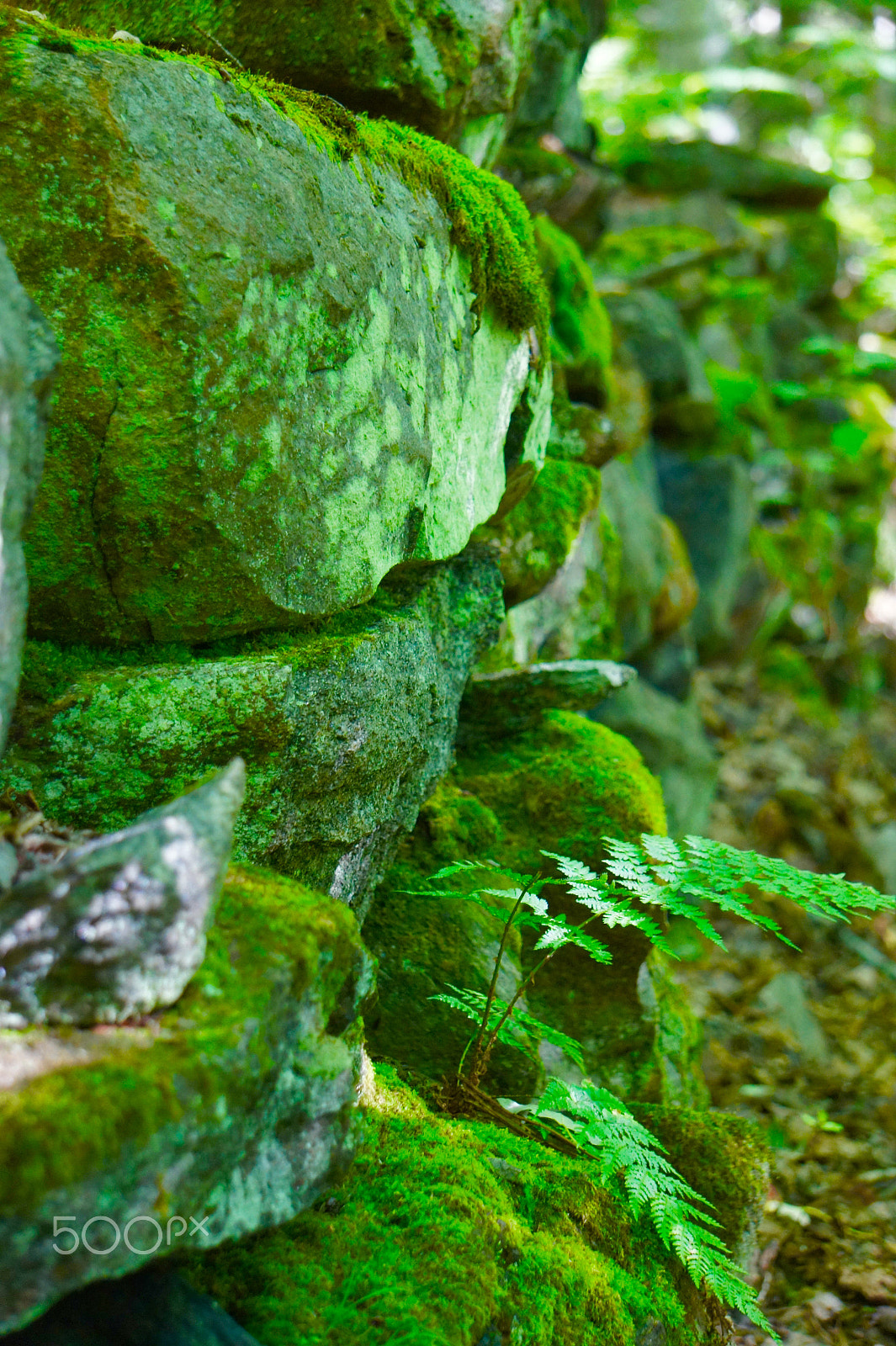 Sony Alpha NEX-3 sample photo. Lost foundation photography