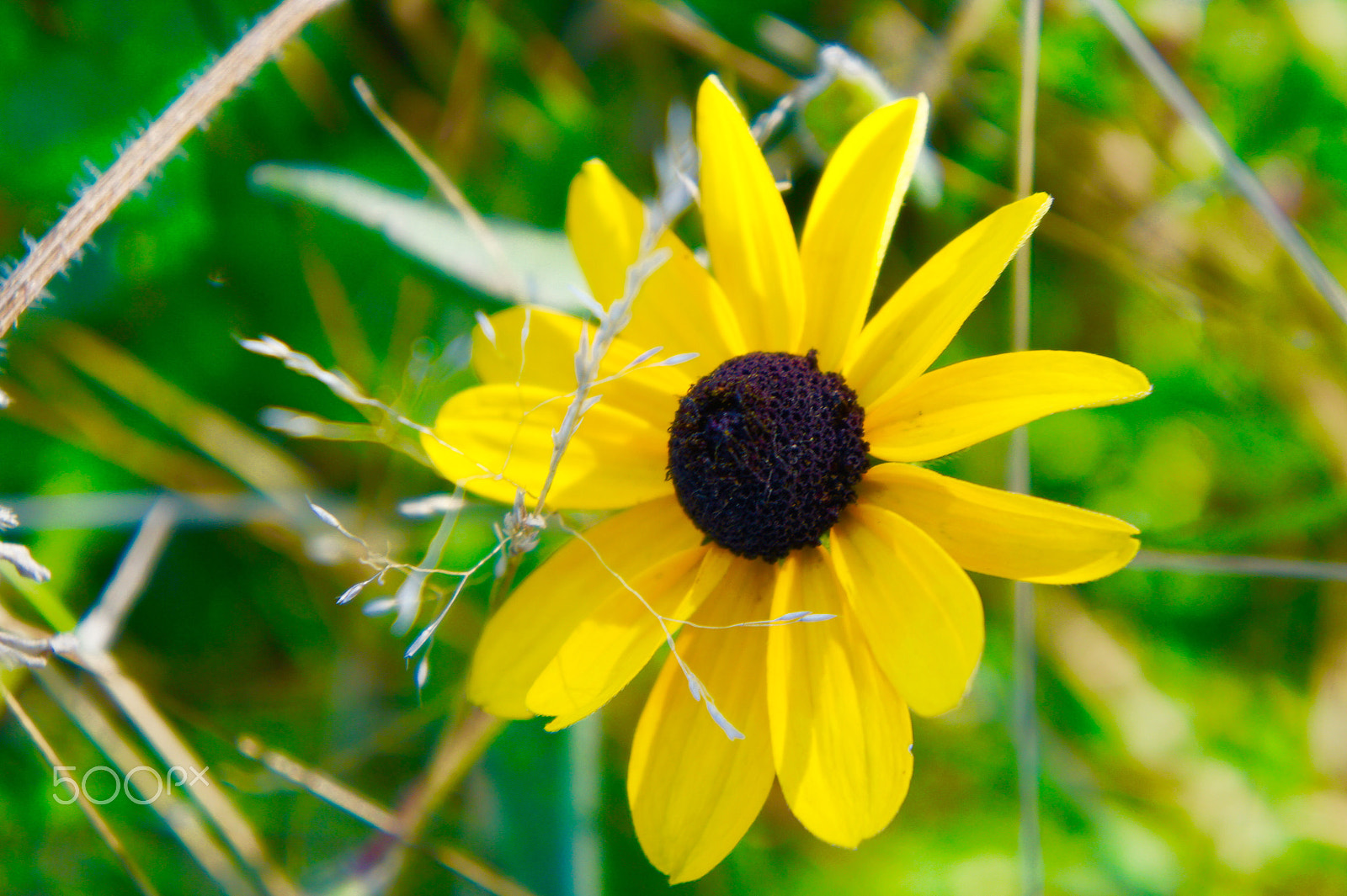 Sony Alpha NEX-3 sample photo. Little gem photography