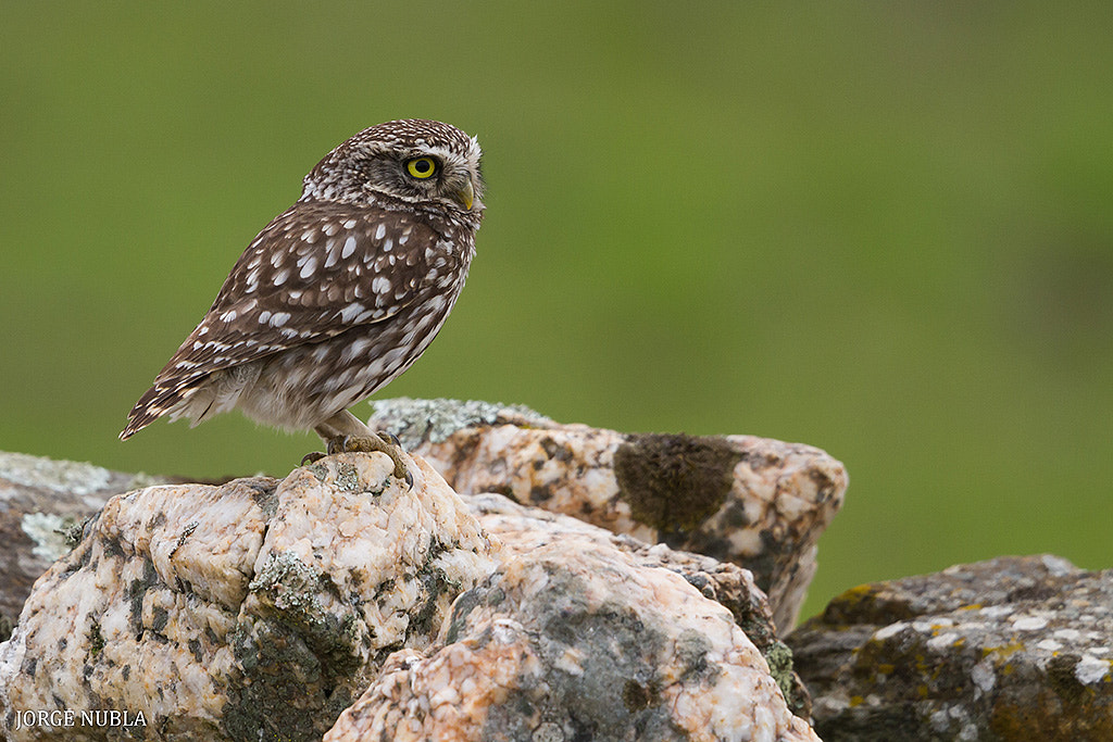 Canon EF 500mm F4L IS II USM sample photo. Mochuelo europeo (athene noctua). photography
