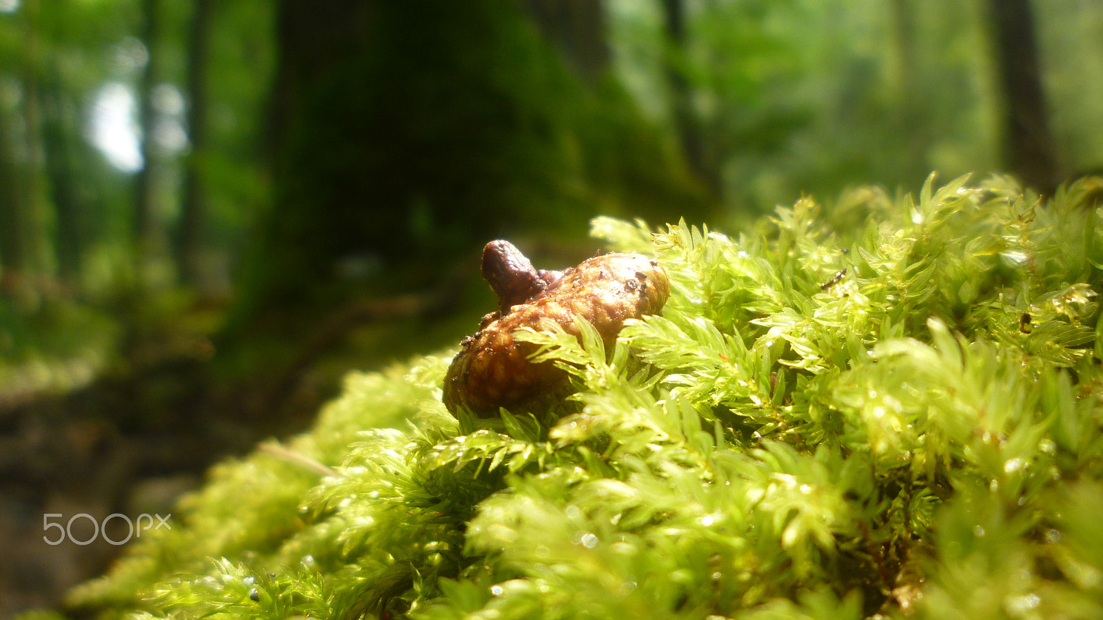 Panasonic DMC-FS15 sample photo. Желудь во мху (acorn in the moss) photography