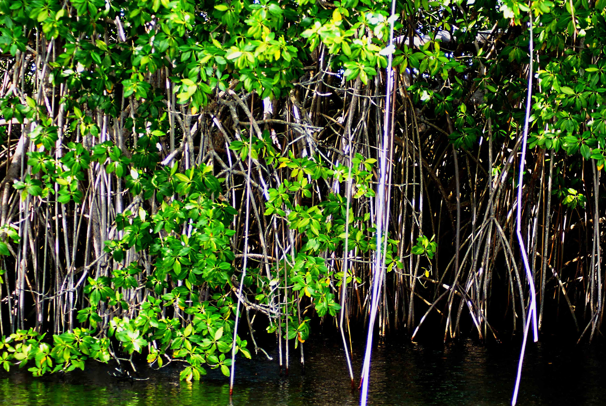 Sony Alpha DSLR-A200 sample photo. The black river photography