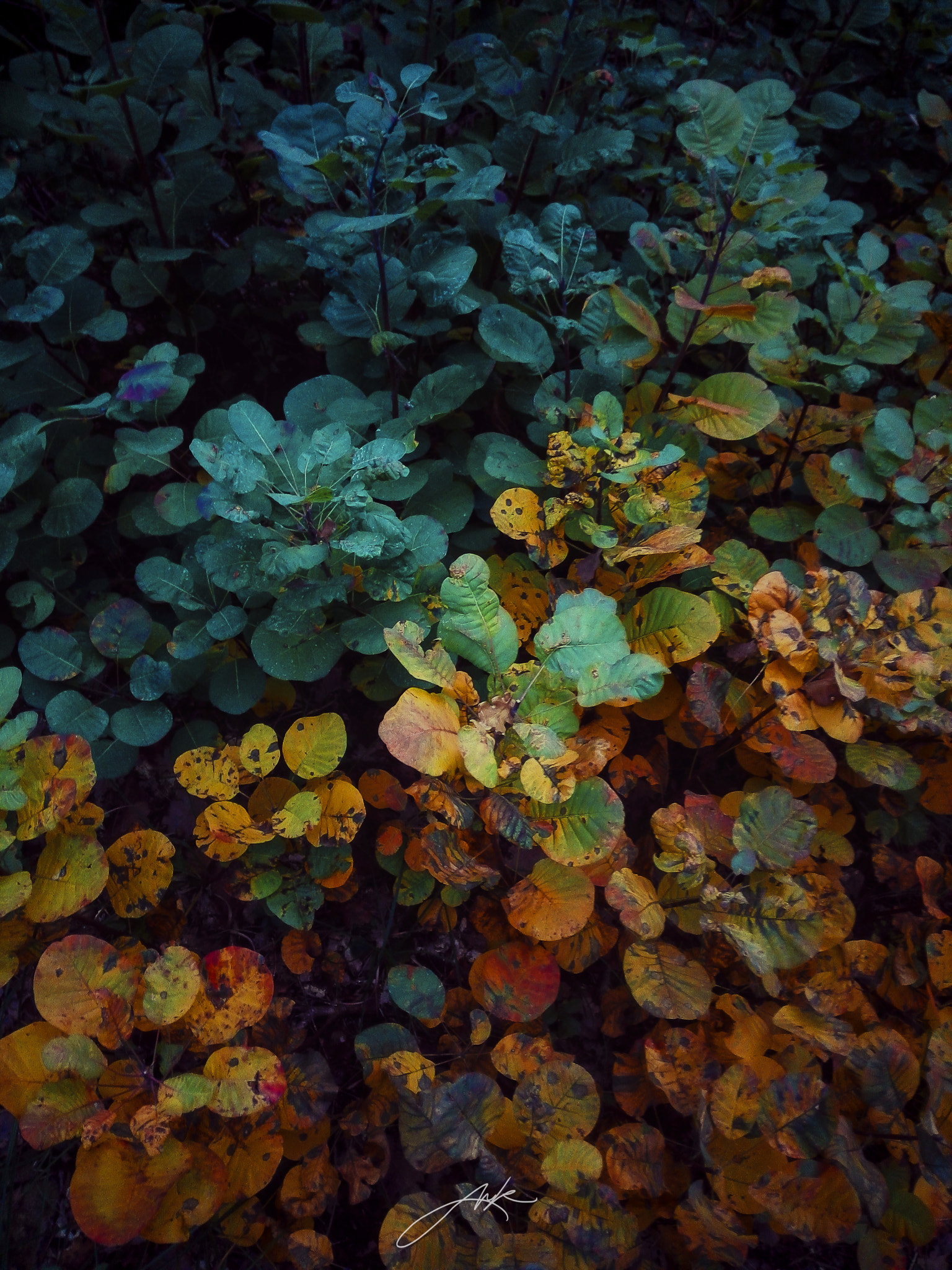 HUAWEI H60-L04 sample photo. Jesenske barve photography