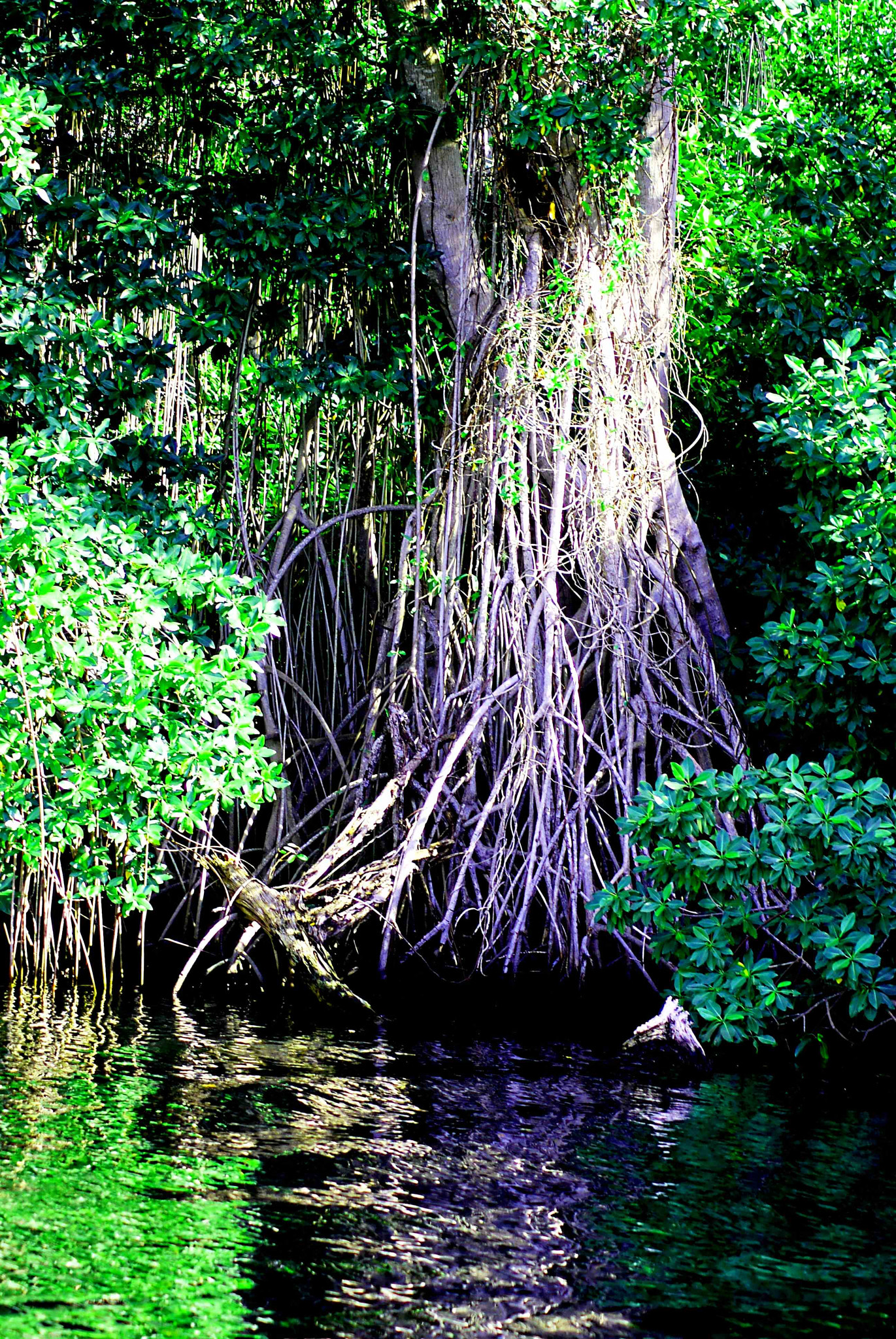 Sony Alpha DSLR-A200 sample photo. The black river photography