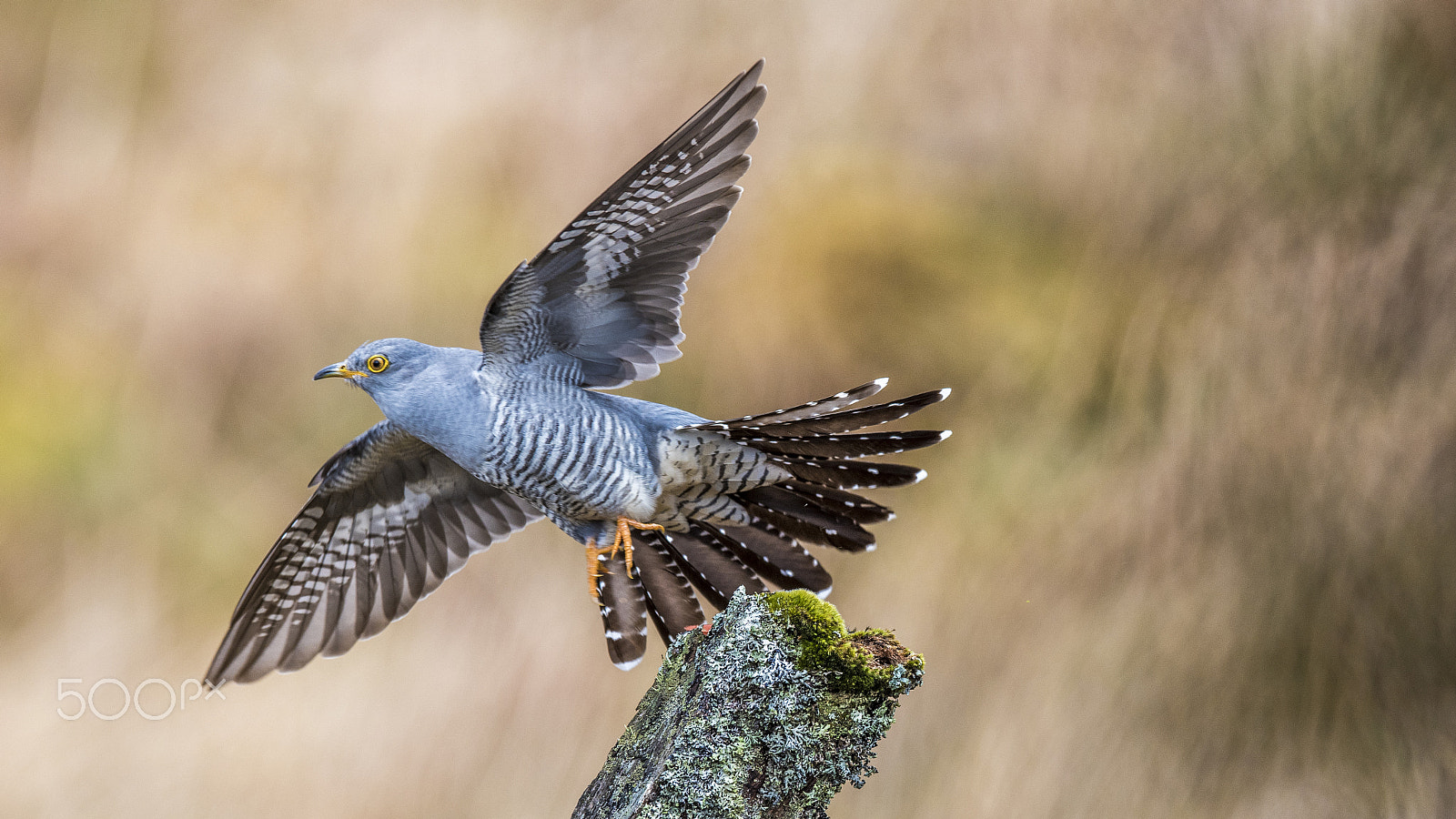 Nikon AF-S Nikkor 400mm F2.8G ED VR II sample photo. Common cuckoo photography