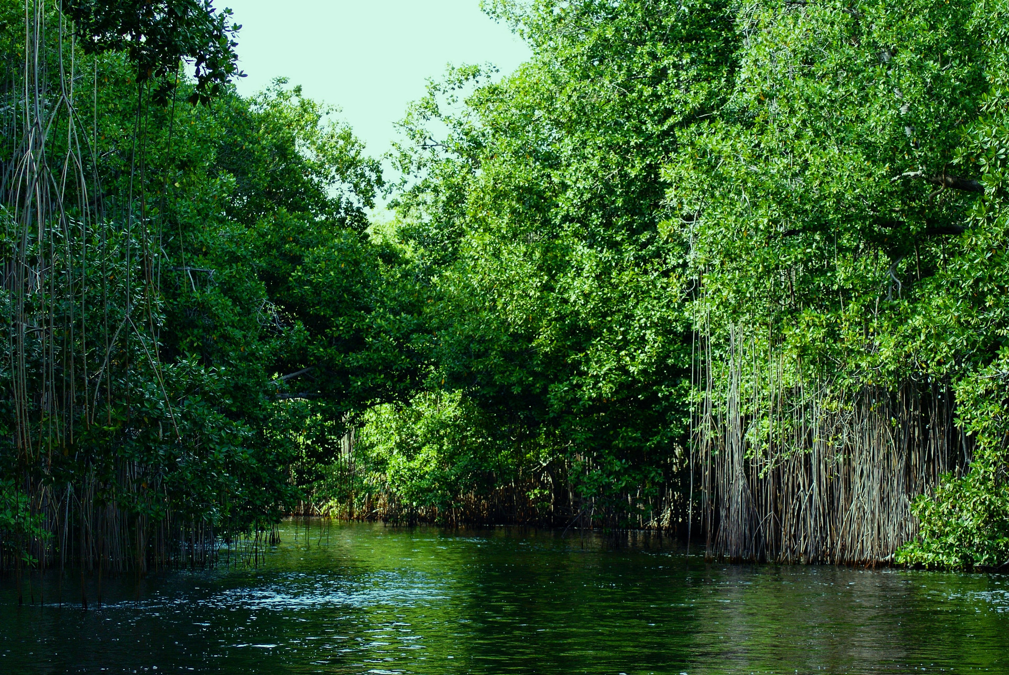 Tamron AF 70-300mm F4-5.6 Di LD Macro sample photo. A river full of mangroves photography