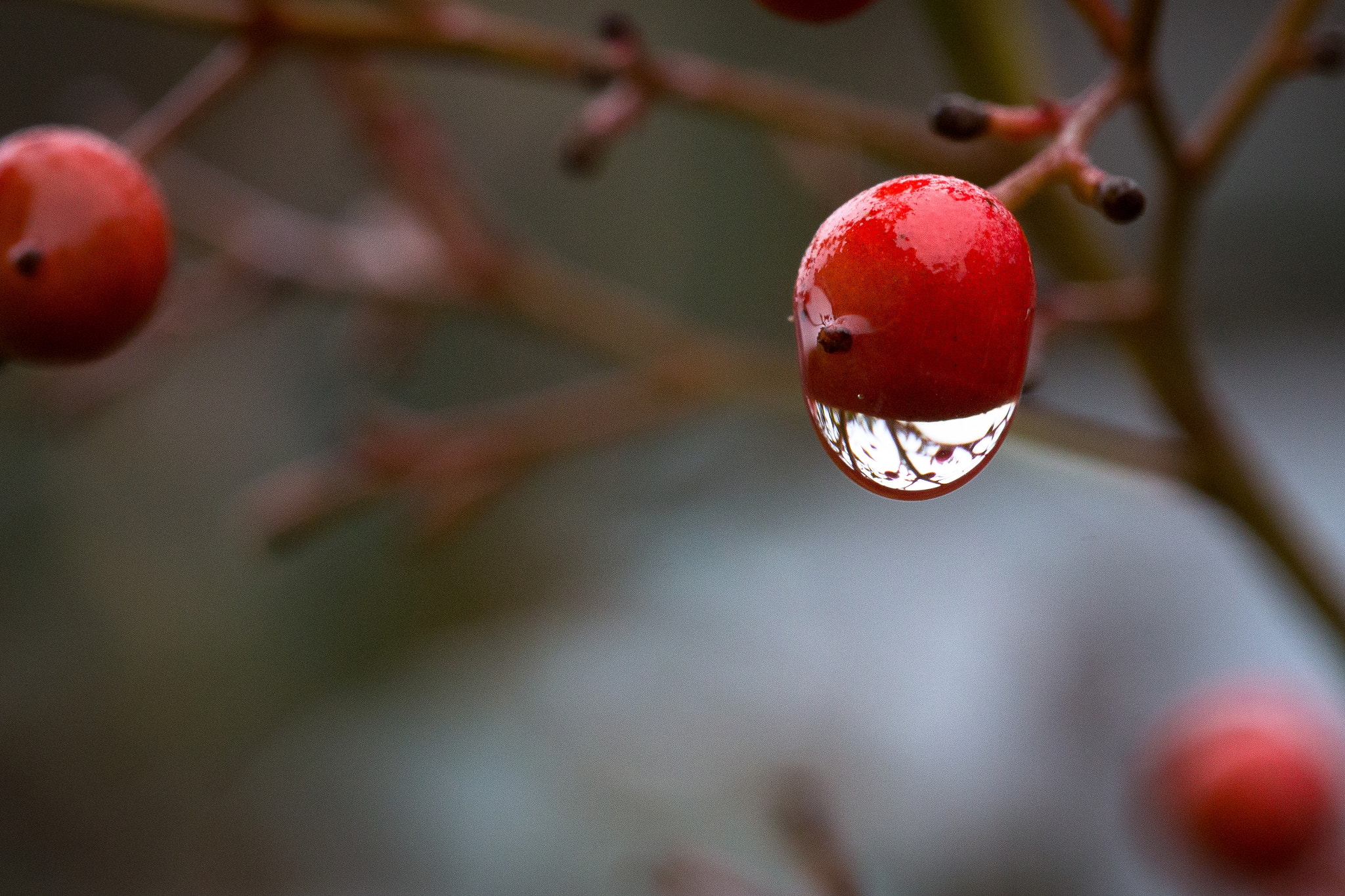 Sigma 105mm F2.8 EX DG OS HSM sample photo. Red berry photography