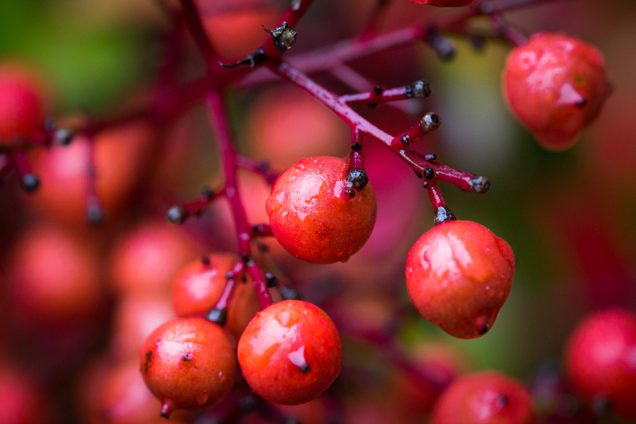 Sigma 105mm F2.8 EX DG OS HSM sample photo. Red berry photography