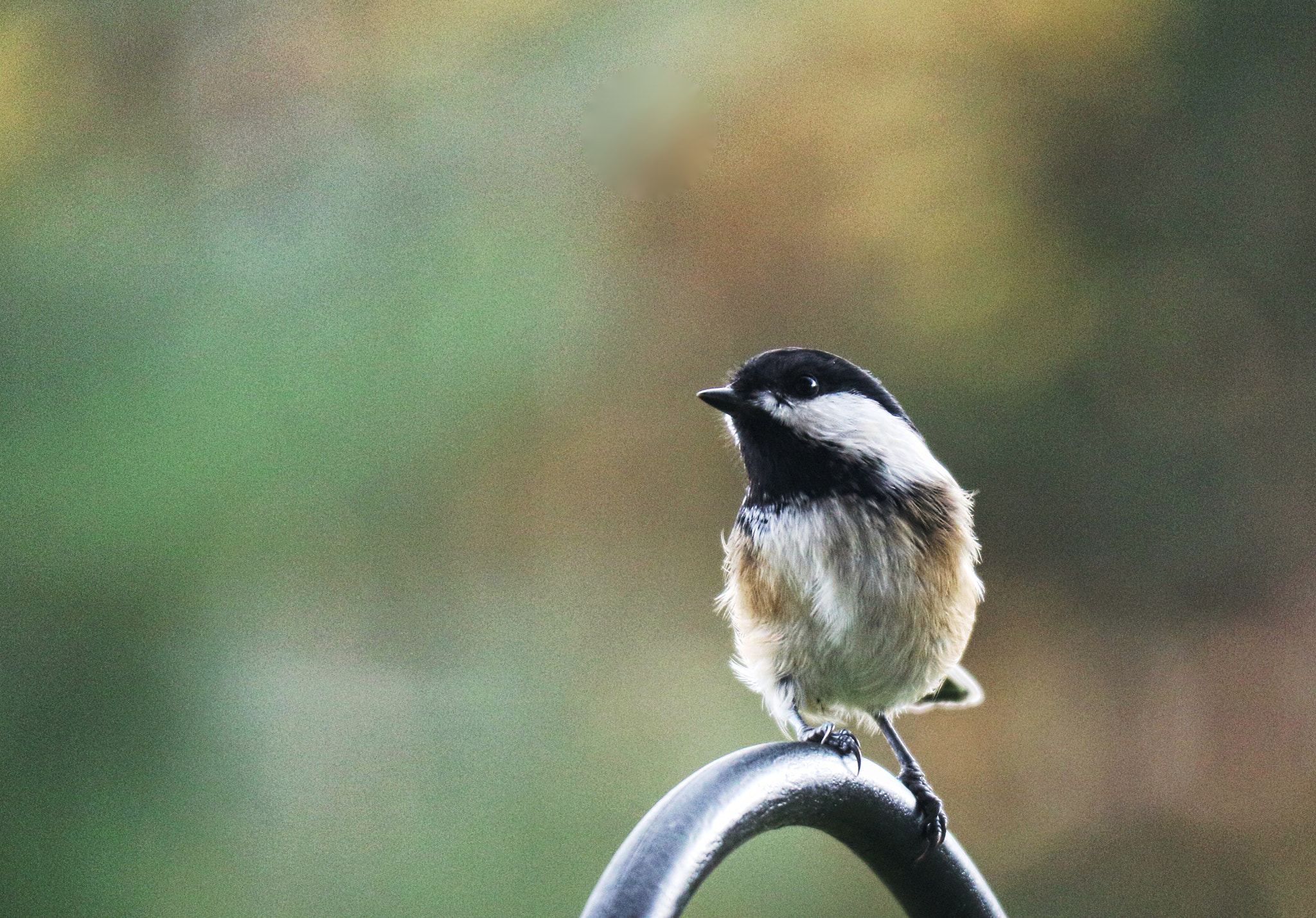 Canon EOS M3 sample photo