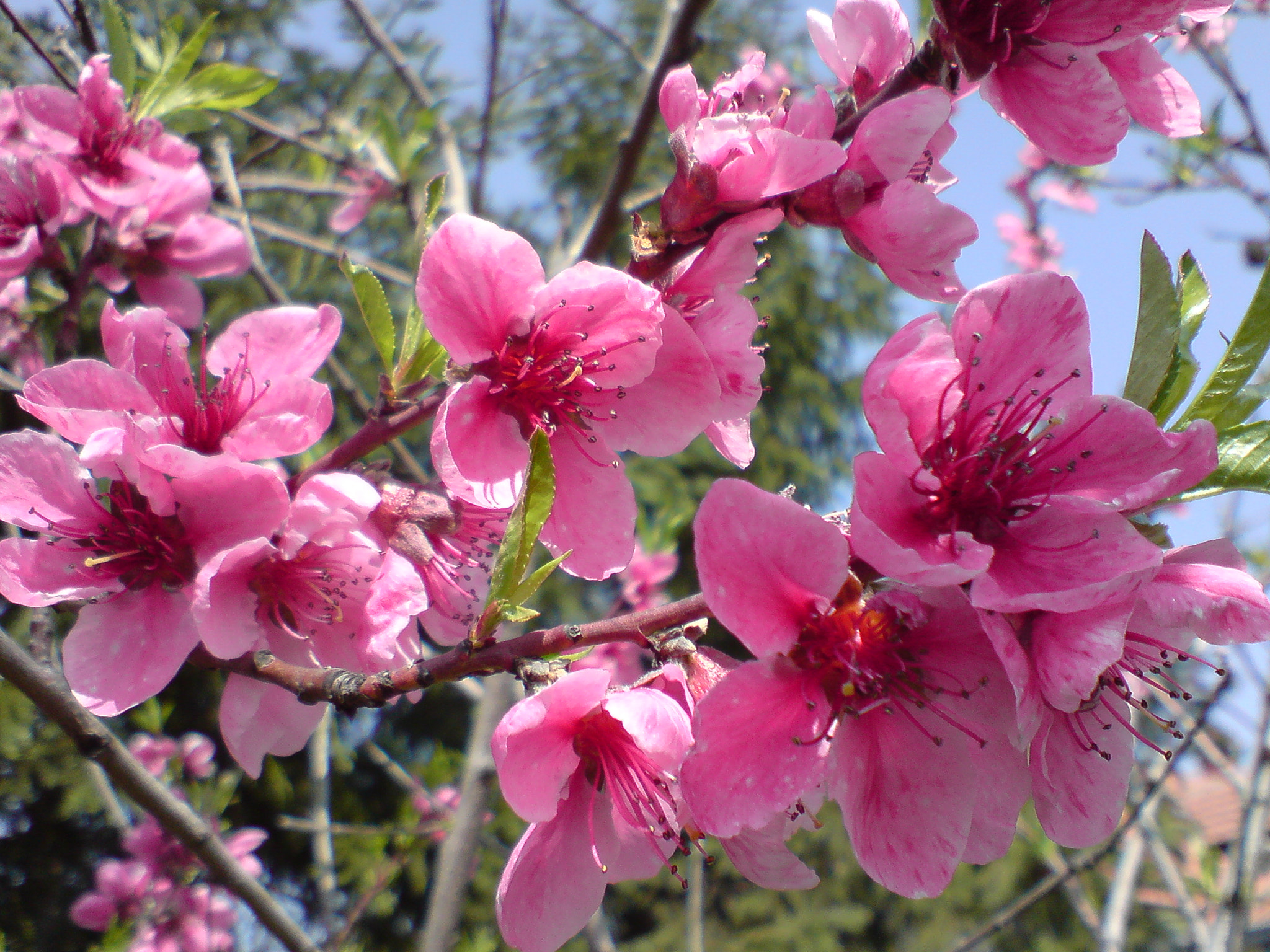 Sony Ericsson K850i sample photo. Pink springtime photography