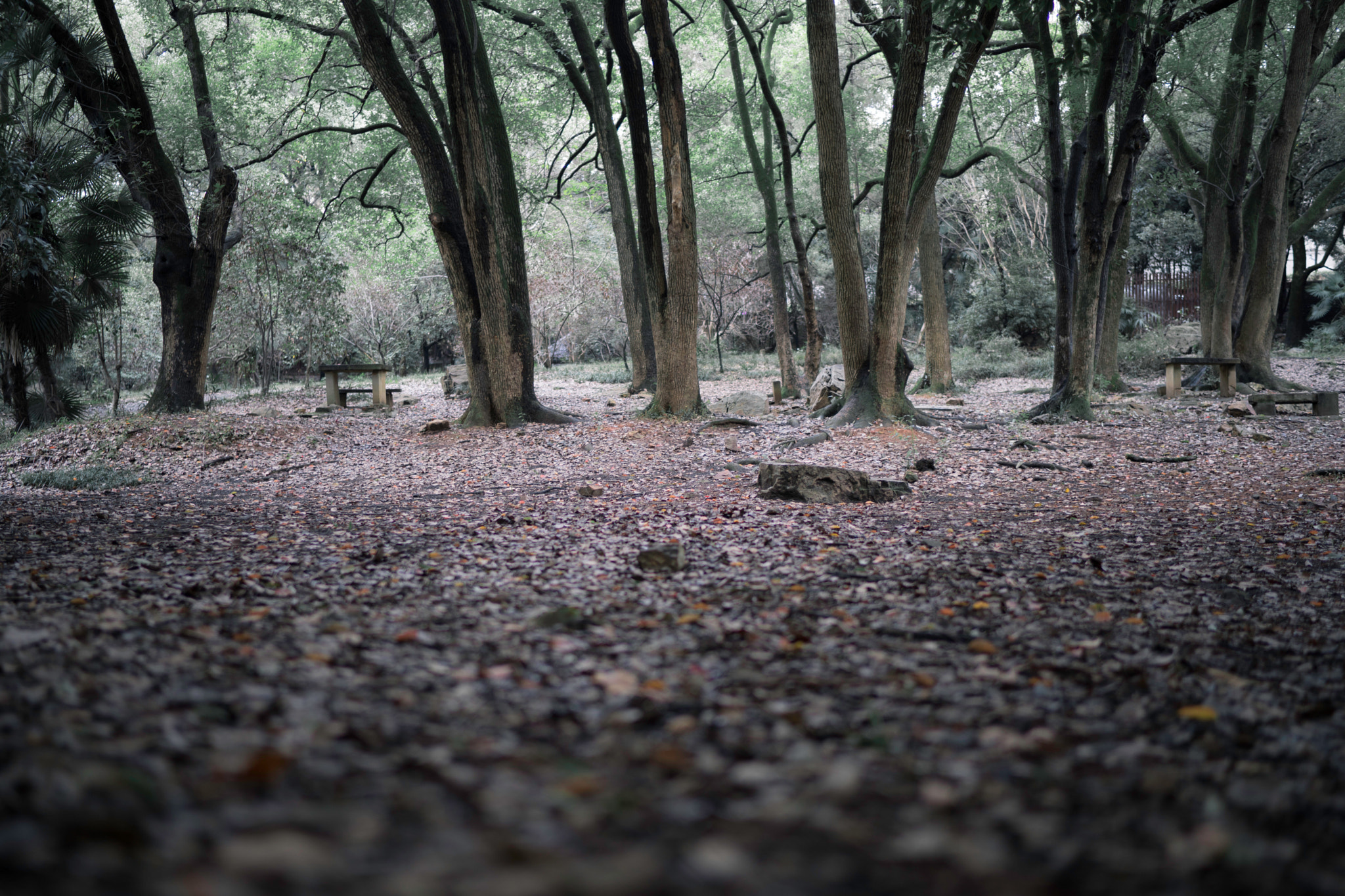 Sony a7 + Sony Distagon T* FE 35mm F1.4 ZA sample photo. Chilly autumn photography