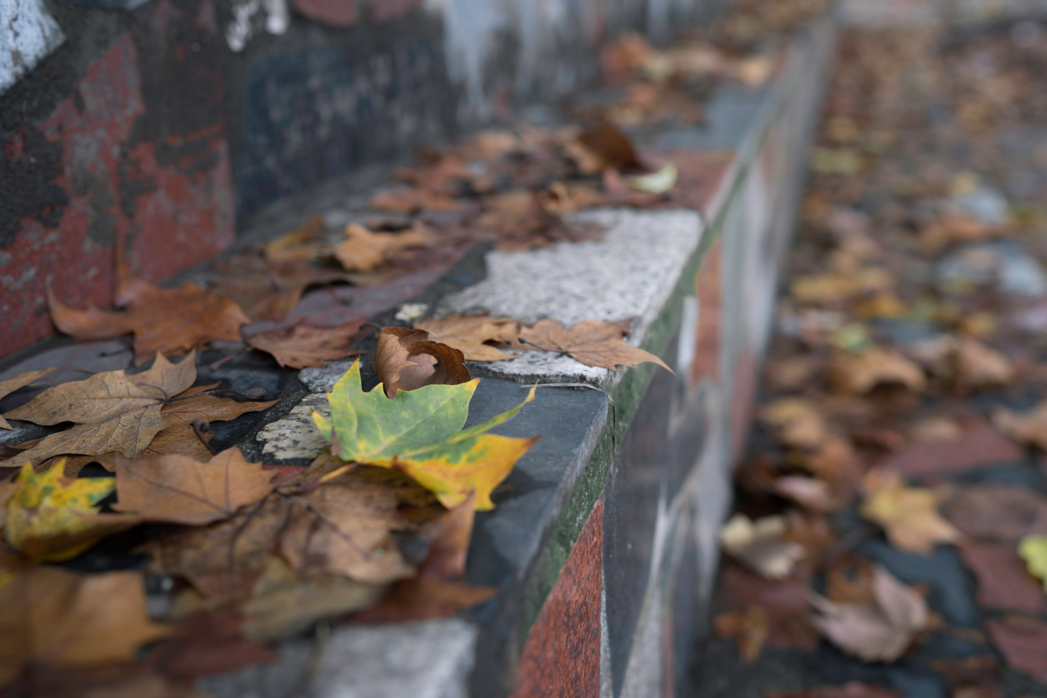 Sony a7 + Sony Distagon T* FE 35mm F1.4 ZA sample photo. Autumn leaf photography