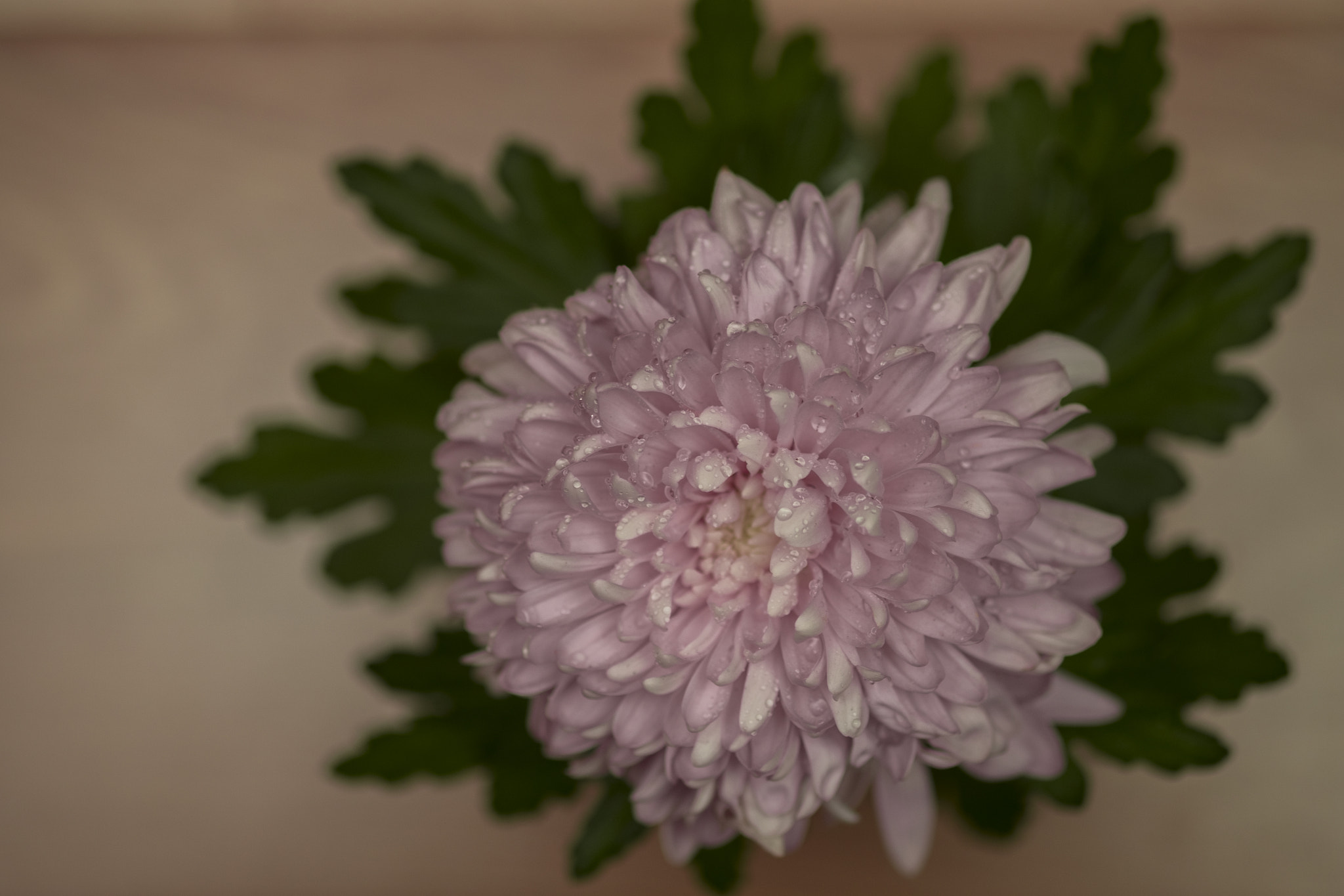 Fujifilm X-Pro2 + Fujifilm XF 60mm F2.4 R Macro sample photo