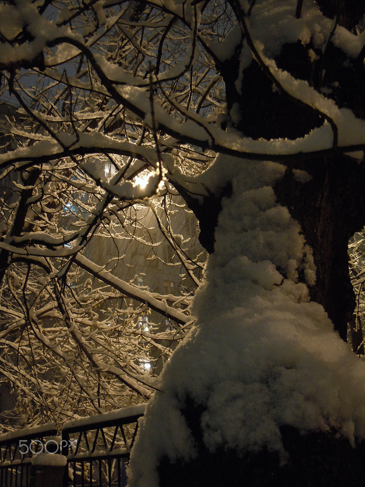 Nikon Coolpix S8000 sample photo. Trees in the snow photography