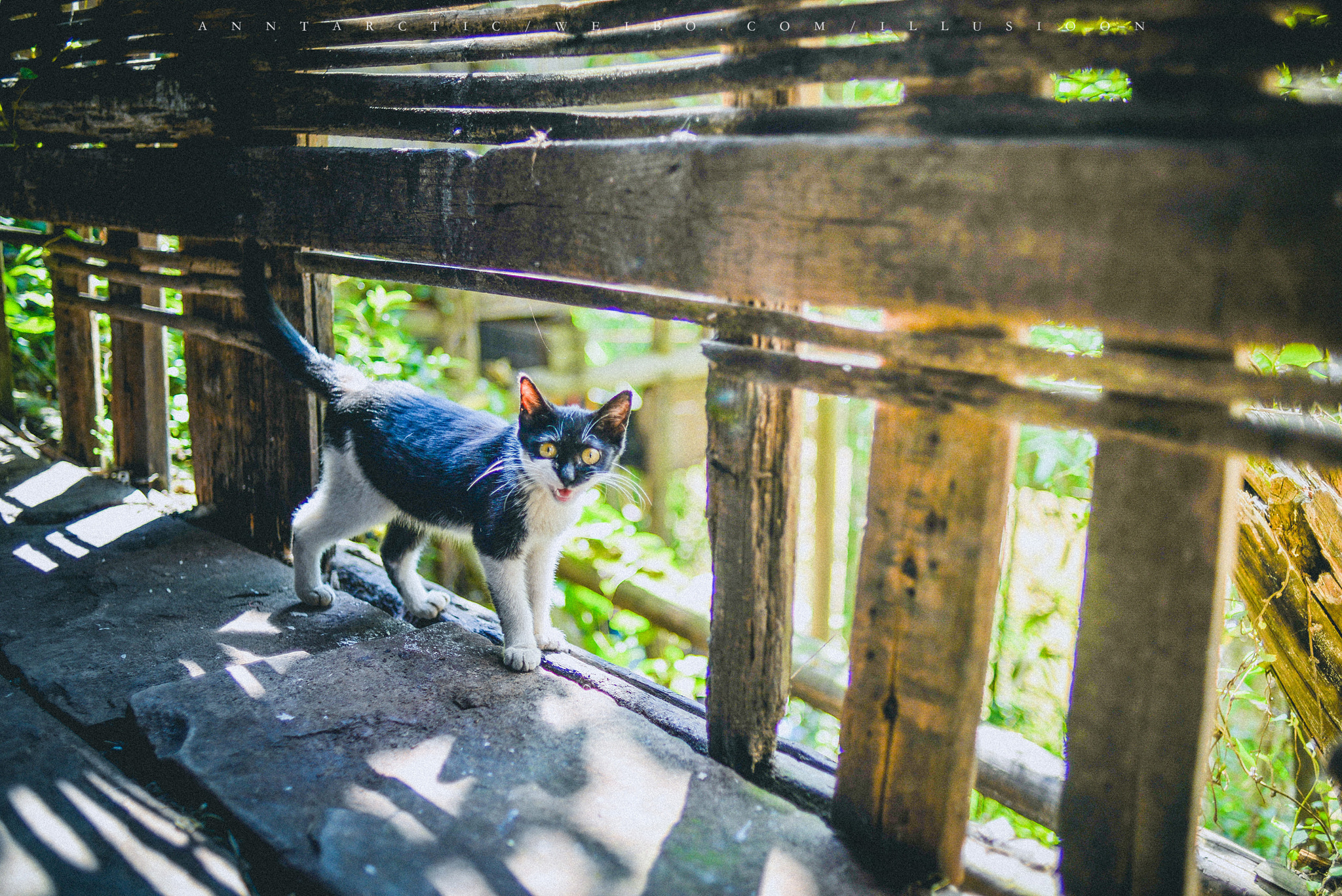 Nikon D610 + Nikon AF Nikkor 35mm F2D sample photo. Cat photography