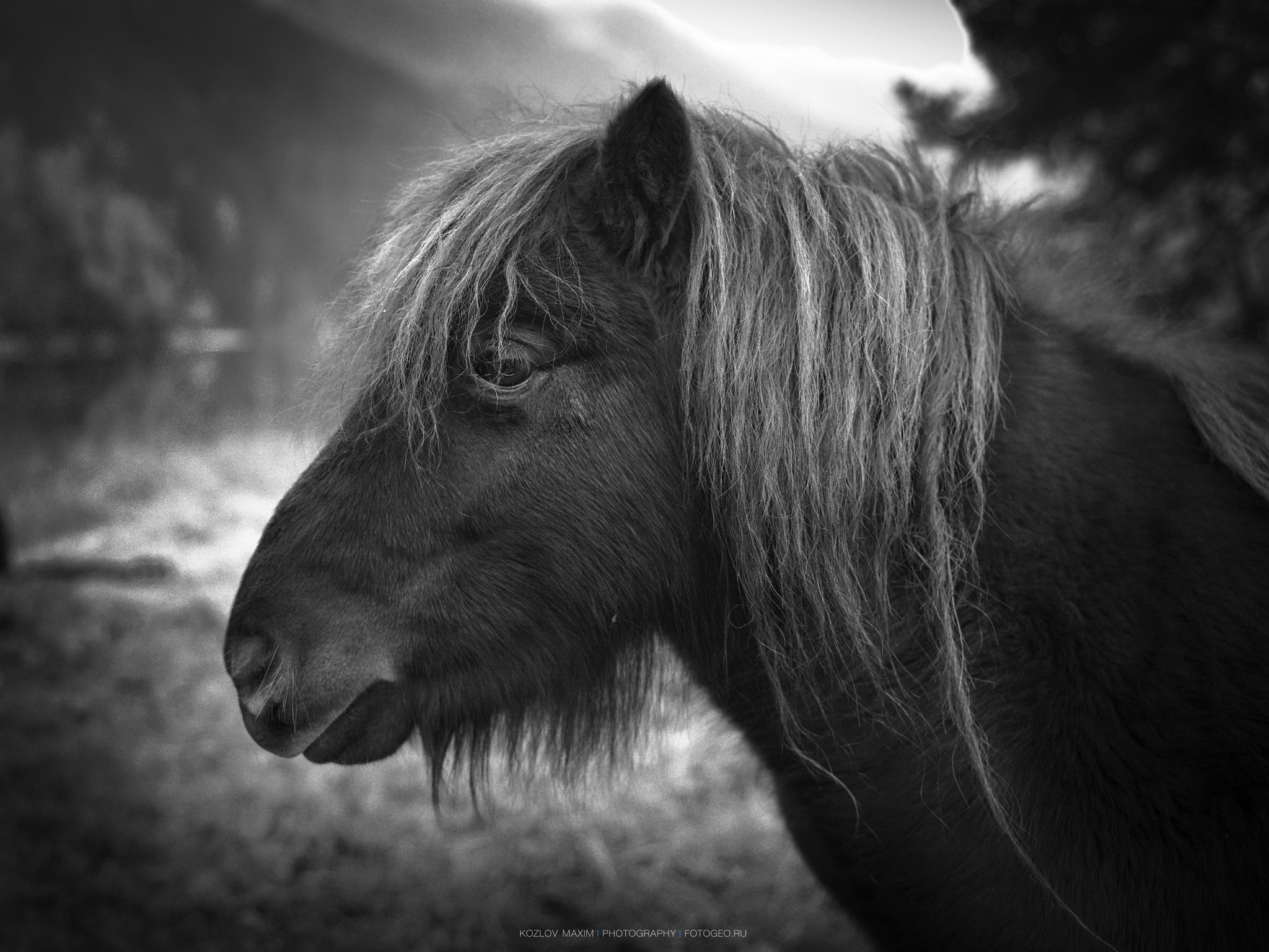 Hasselblad H4D-60 + HC 50-110 sample photo. Pony. photography
