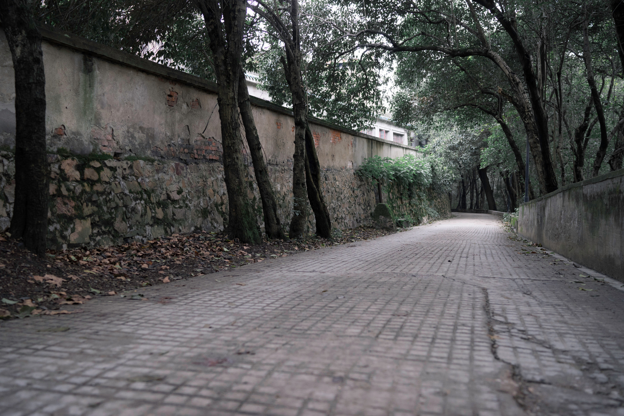 Sony a7 + Sony Distagon T* FE 35mm F1.4 ZA sample photo. Spooky road photography